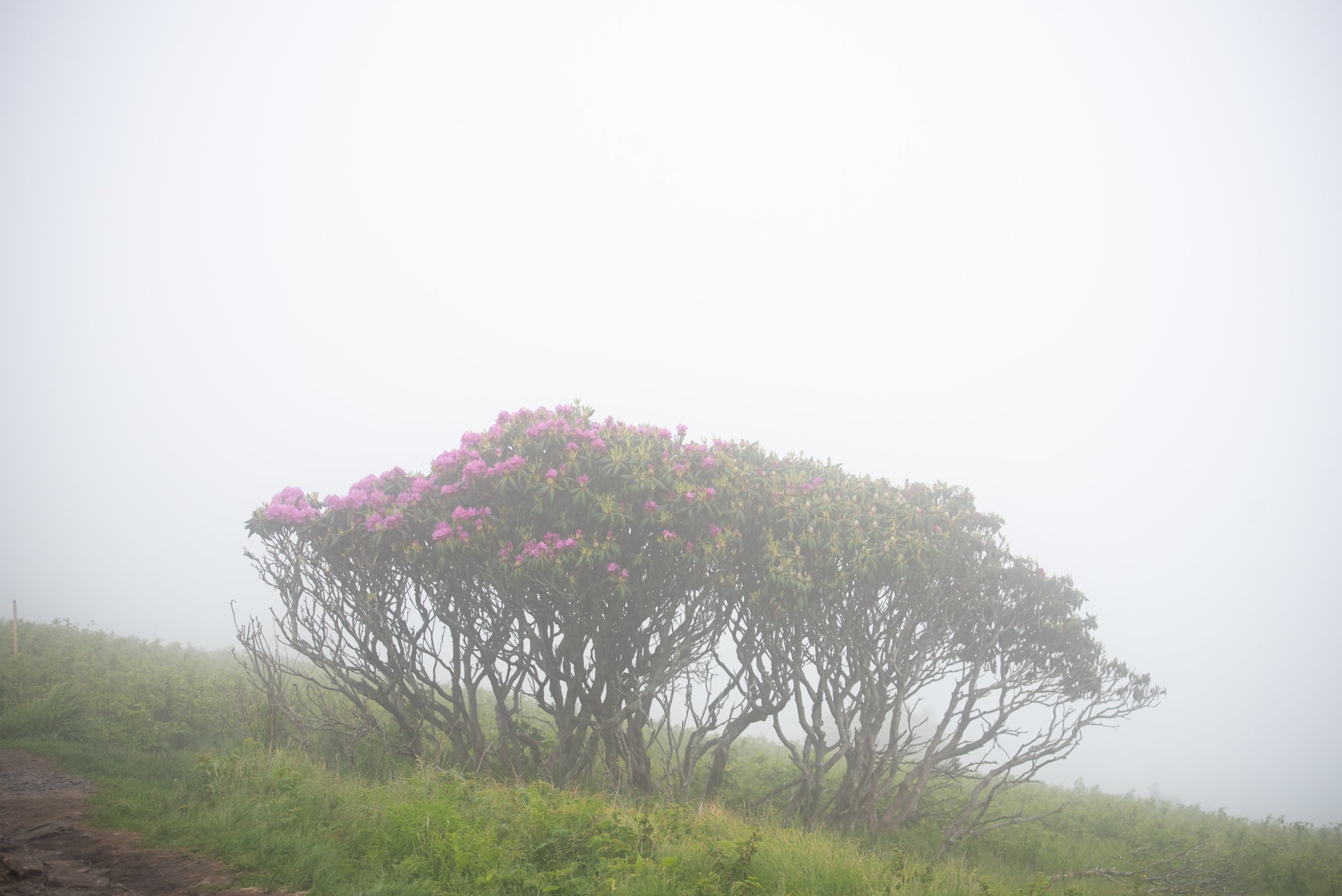 Flowers-29.jpg