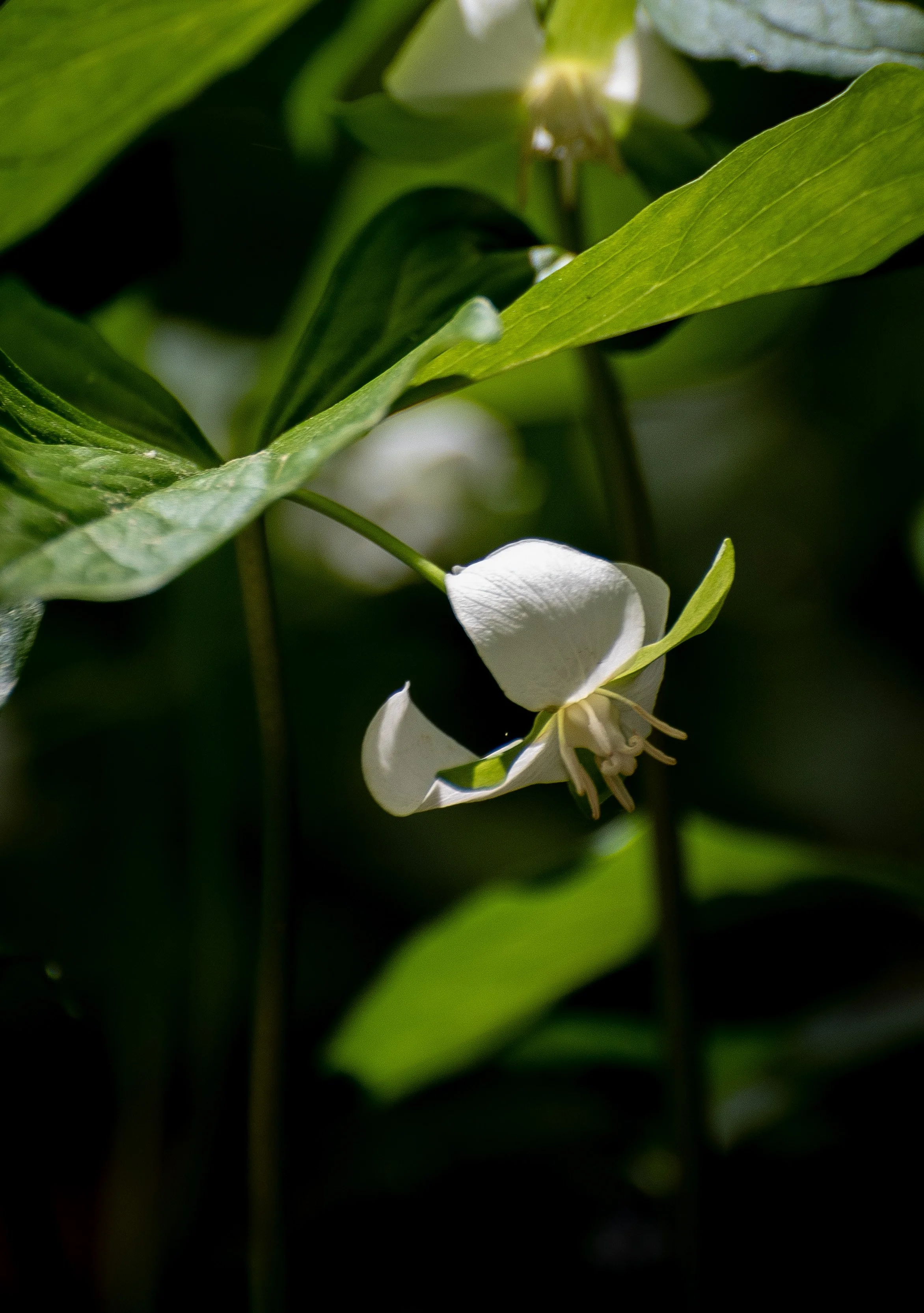 Flowers-37.jpg