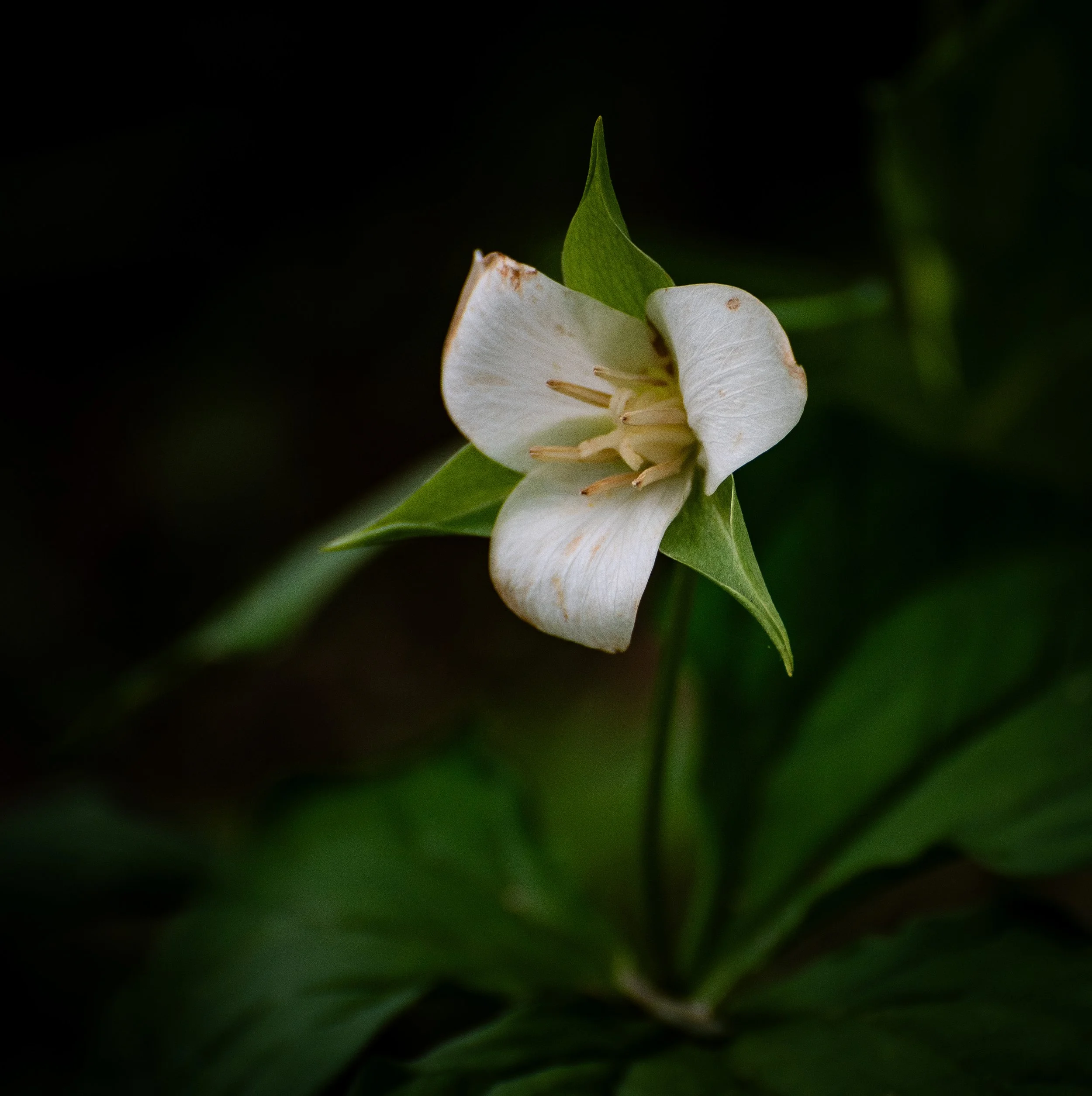 Flowers-39.jpg