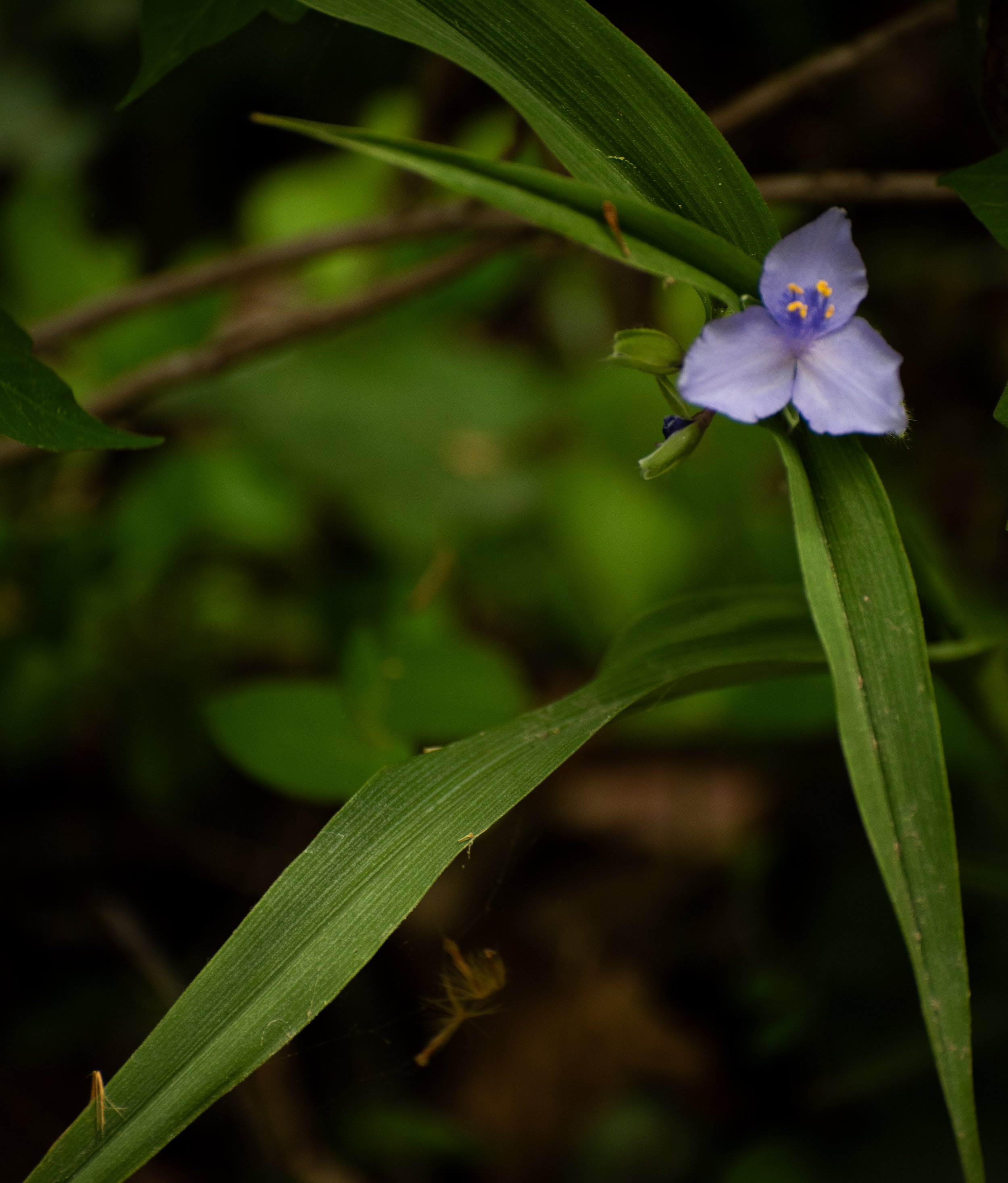 Flowers-26.jpg