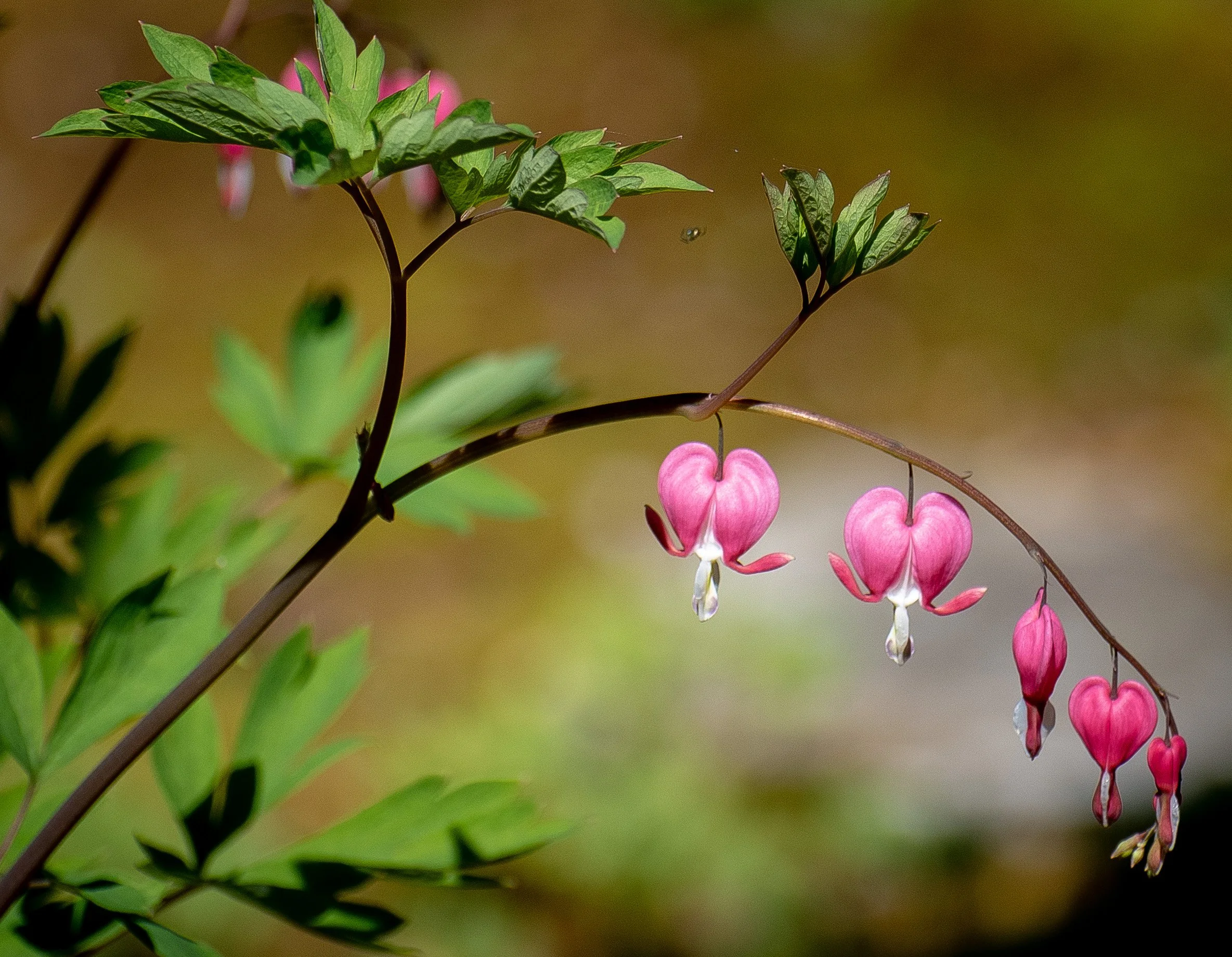 Flowers-35.jpg
