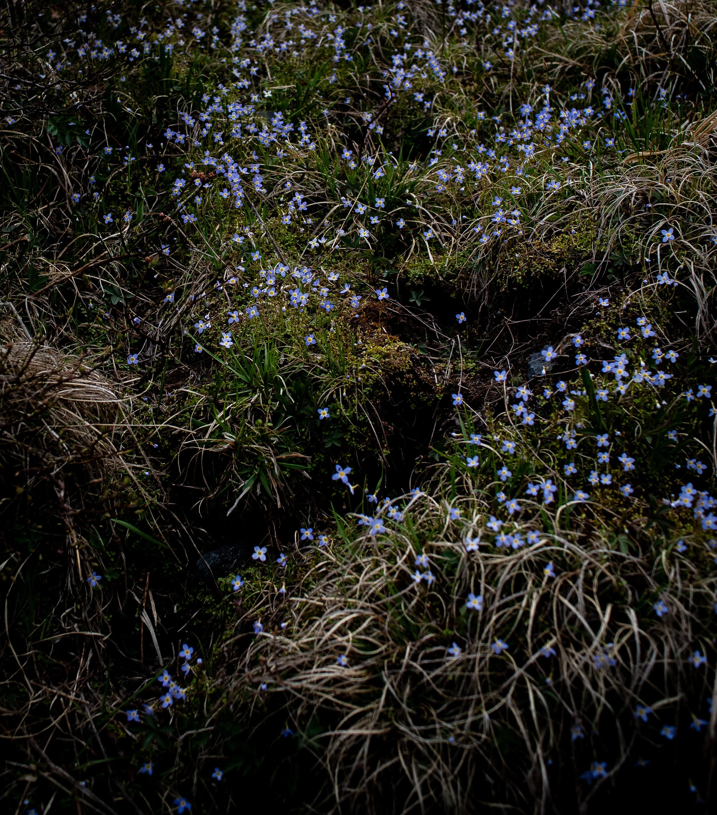 Flowers-41.jpg