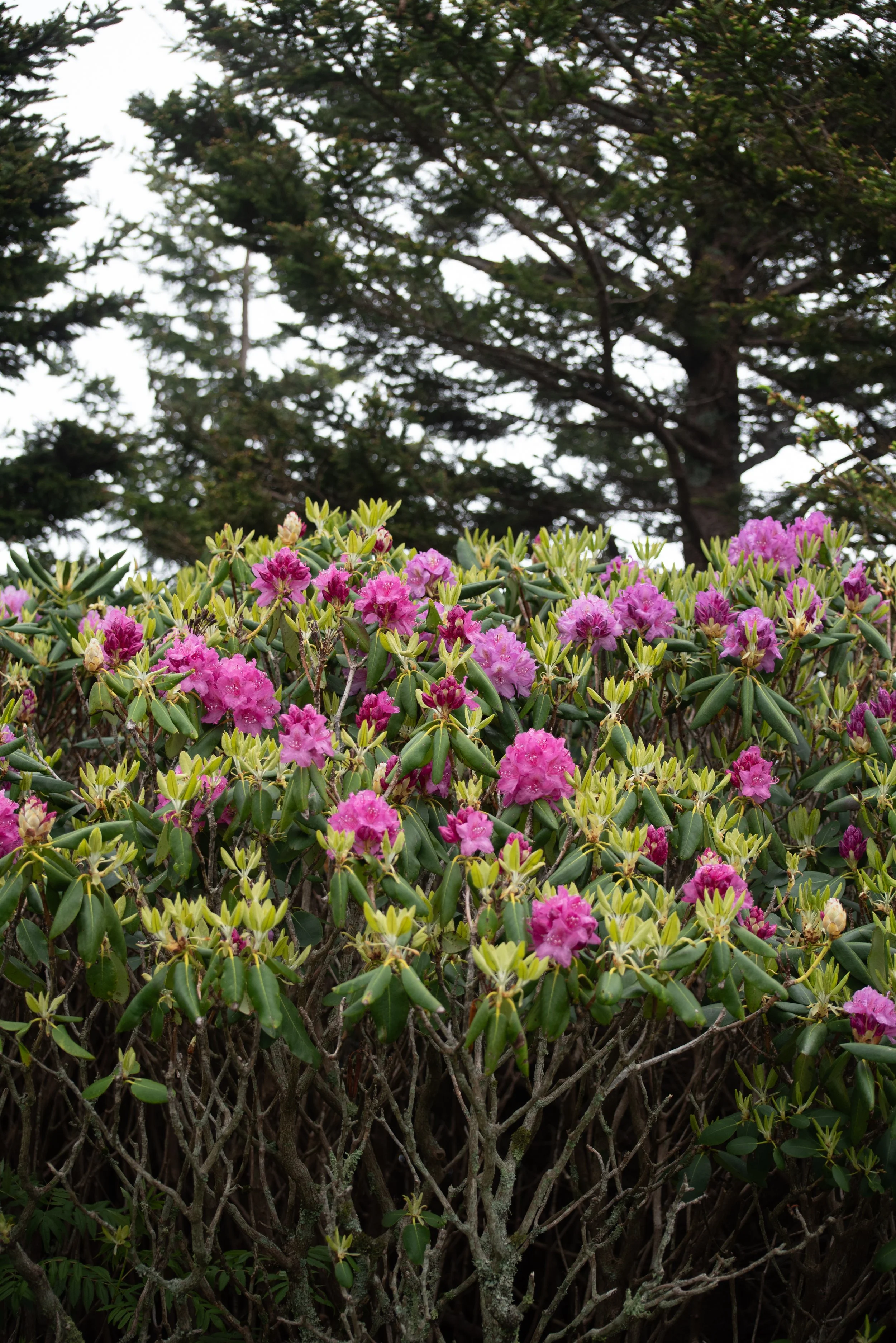 Flowers-33.jpg