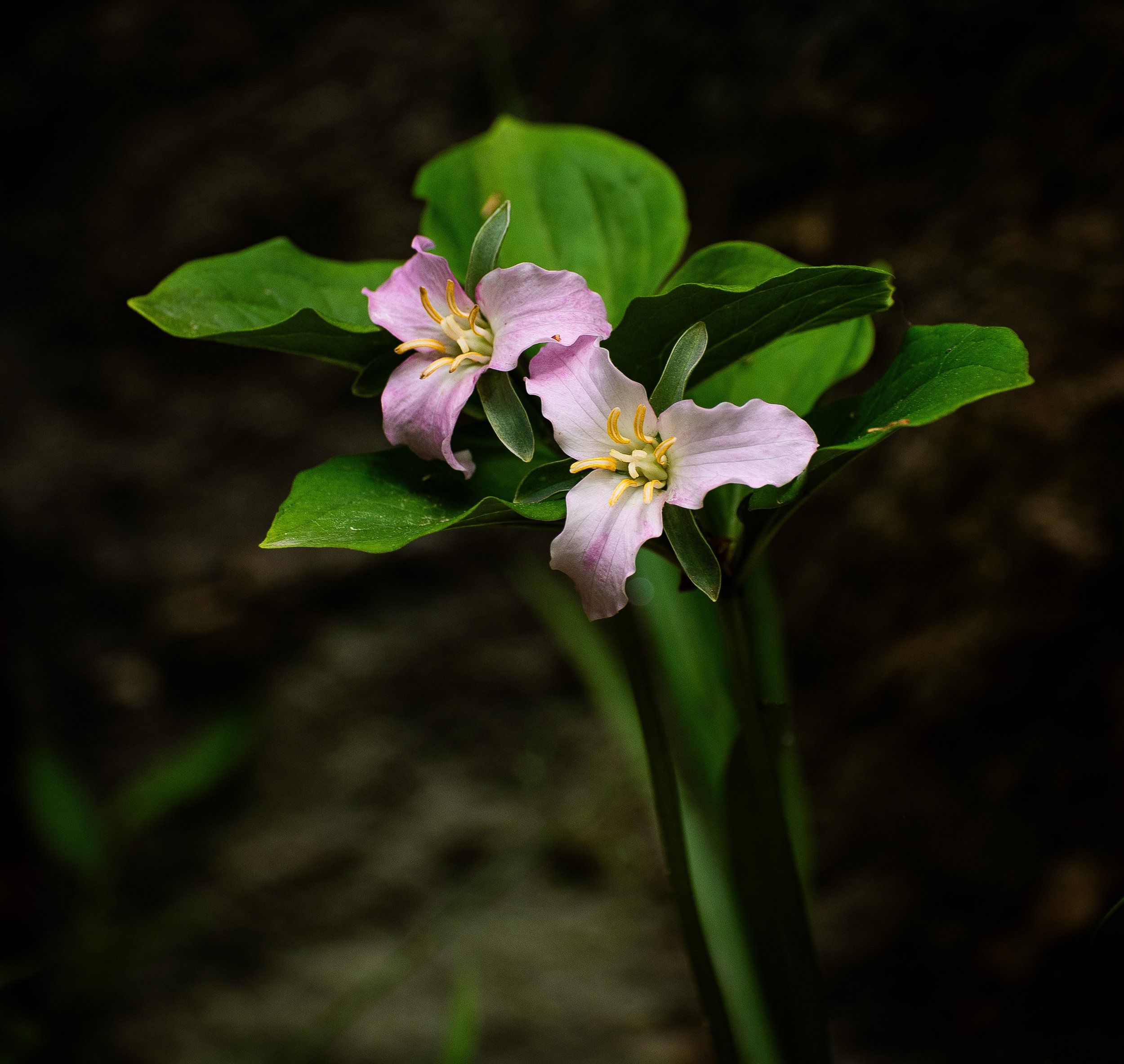 Flowers-43.jpg
