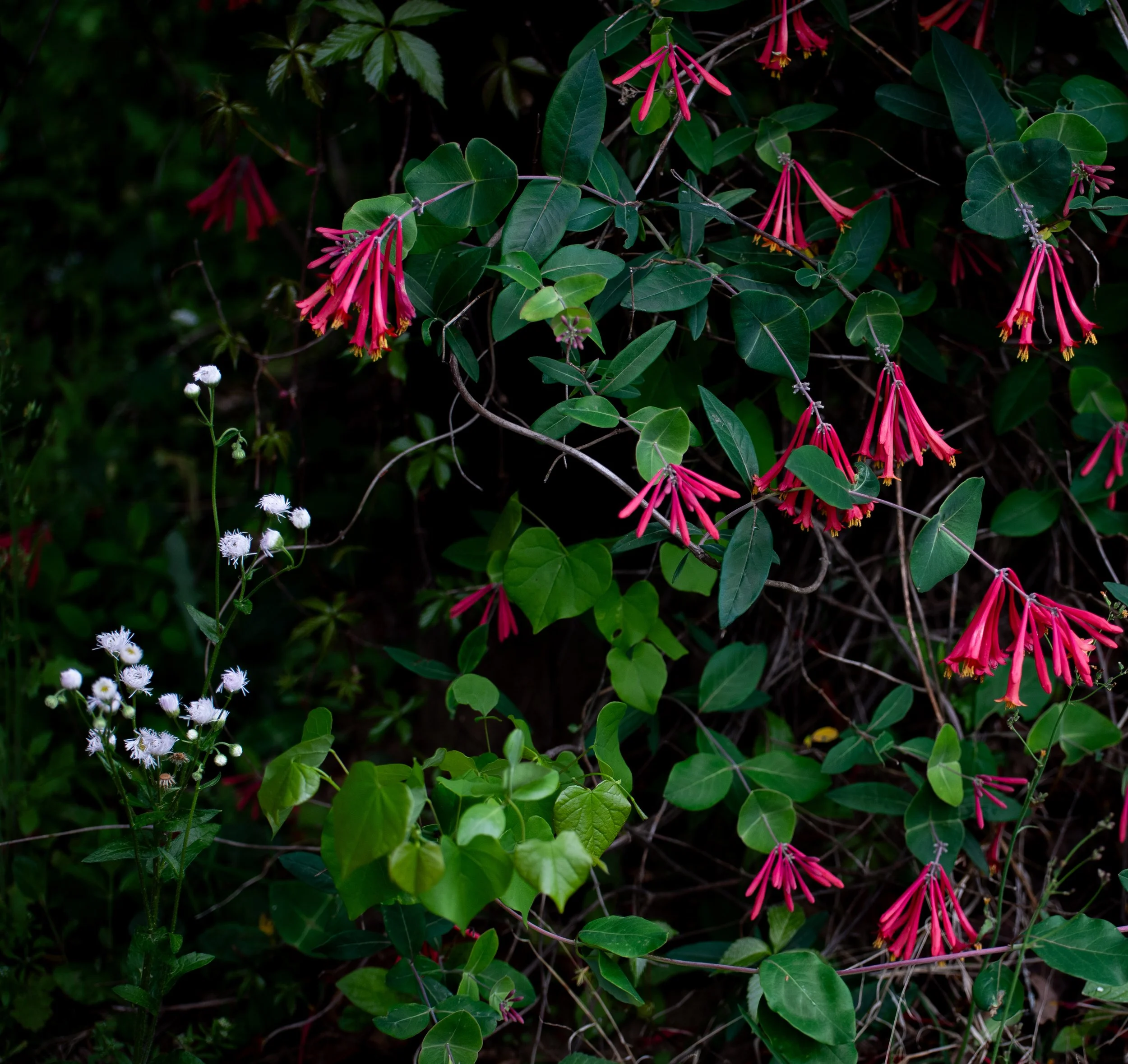 Flowers-25.jpg