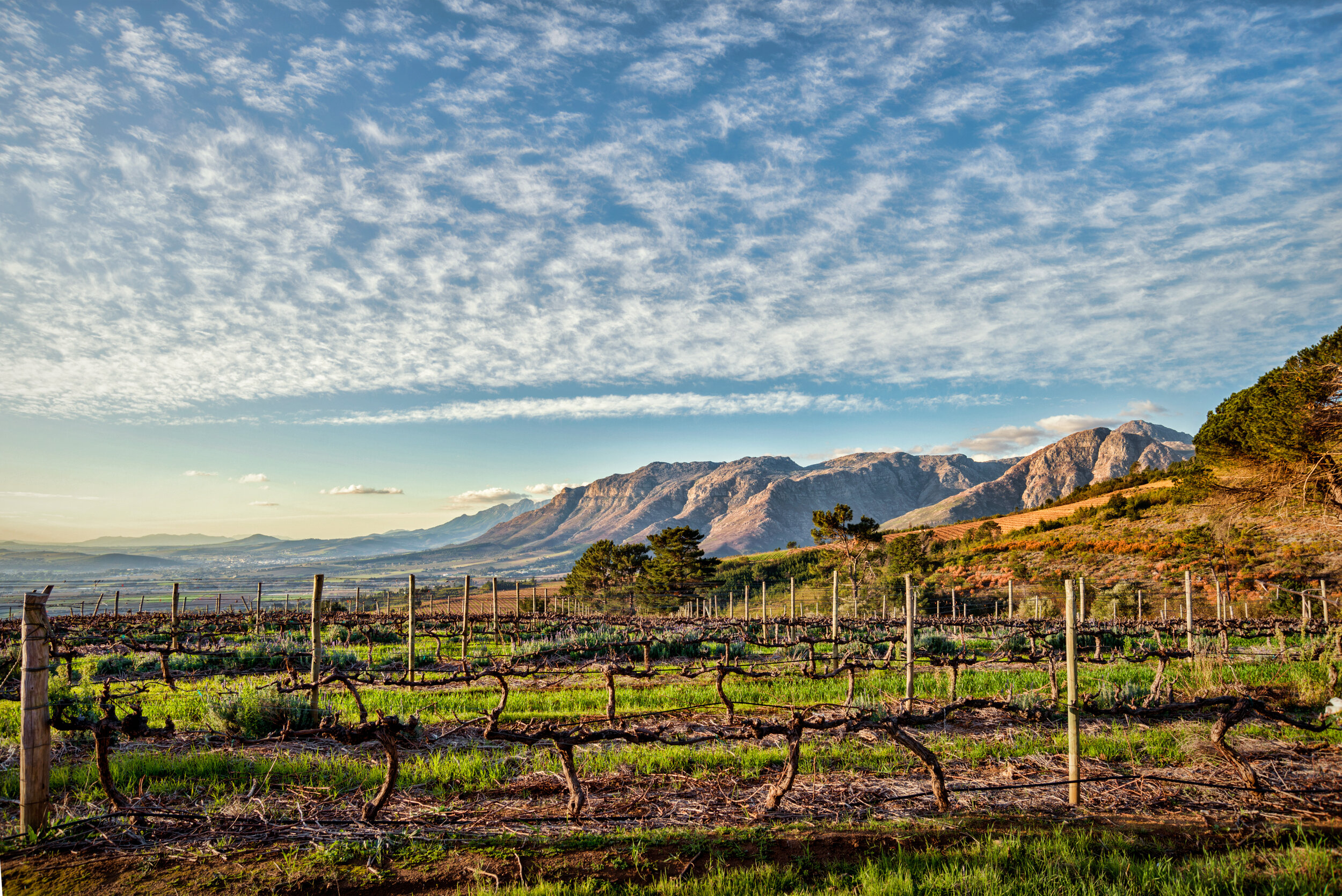 Vineyard views over Stellenbosch.jpg