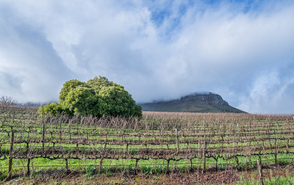 The+Single+Tree+Chardonnay+block+and+clouds+rolling+in+from+the+Helderberg.jpg