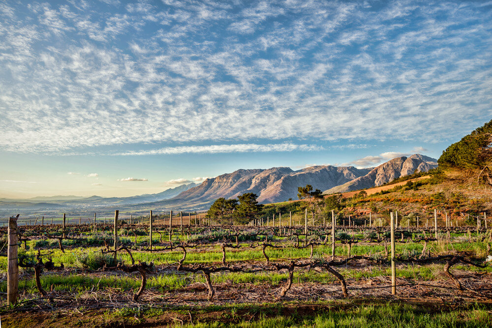 Vineyard views over Stellenbosch small.jpeg
