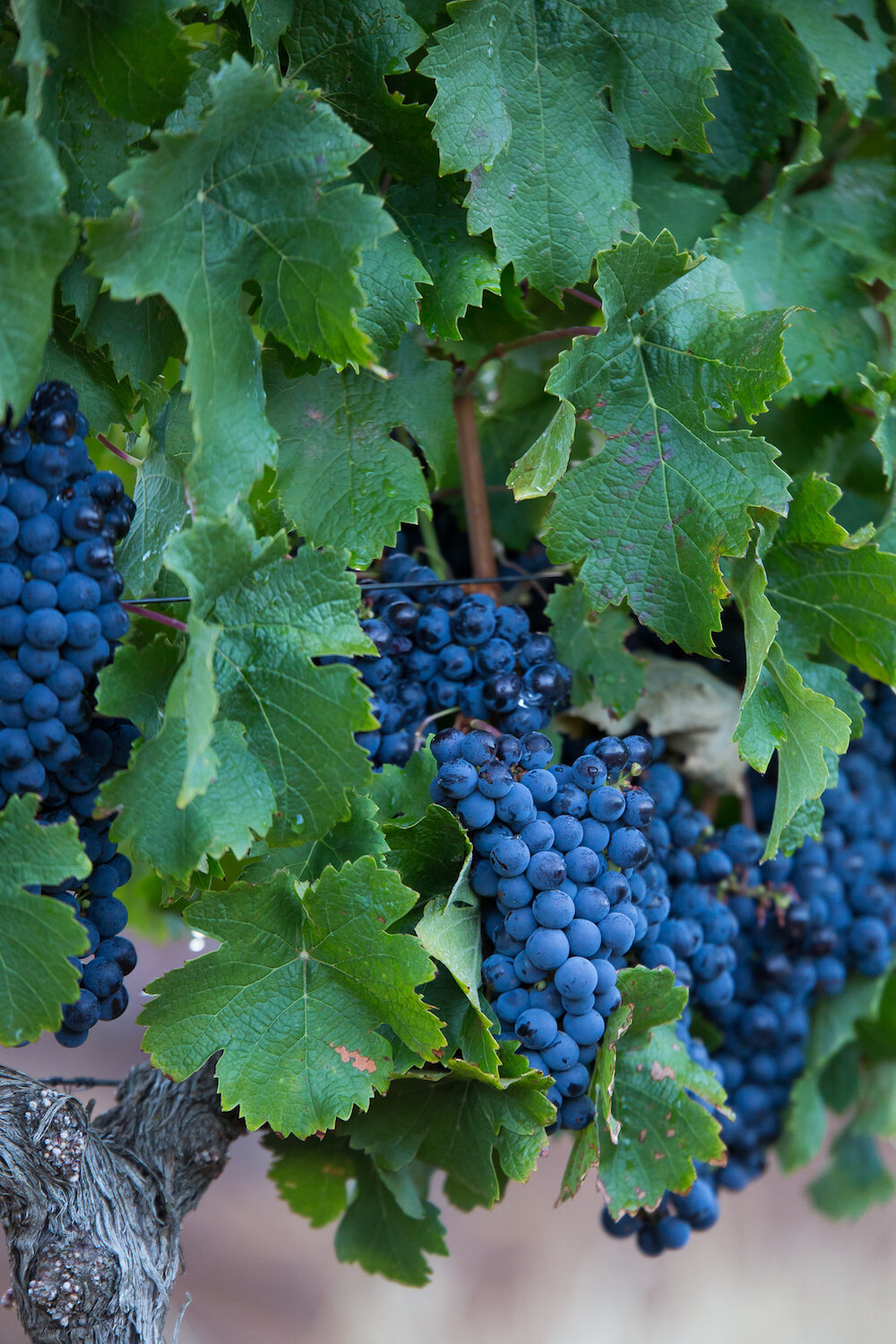 Cabernet Sauvignon grapes from our award-winning block small.jpeg