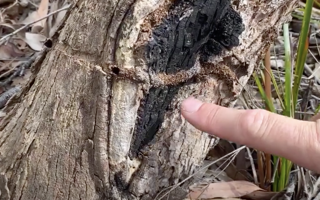 The virtues of the small.