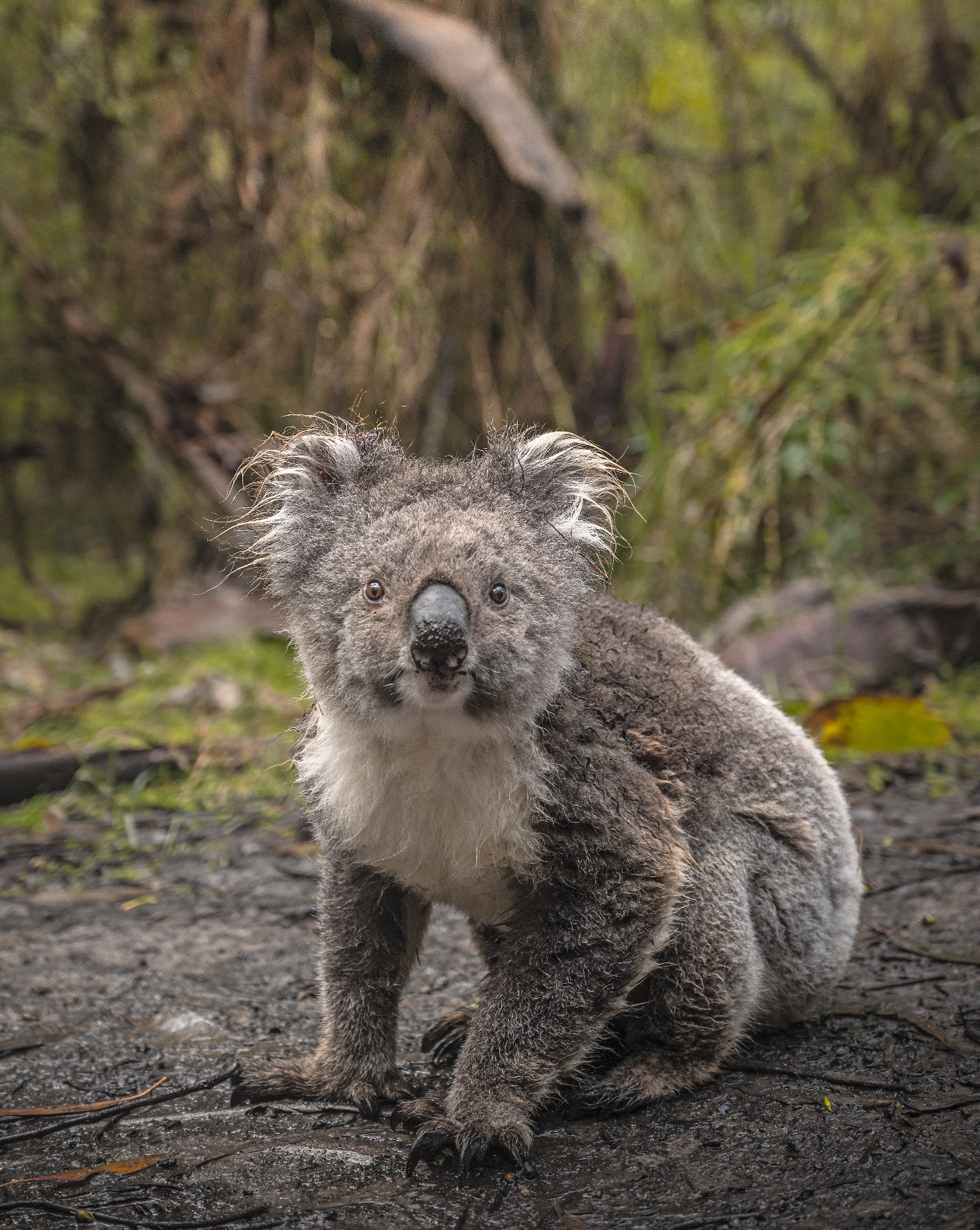 Great Otway National Park