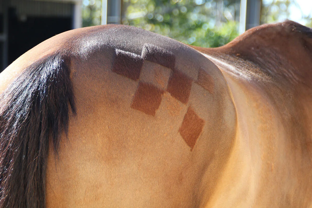 horse_checker_clipping.jpg