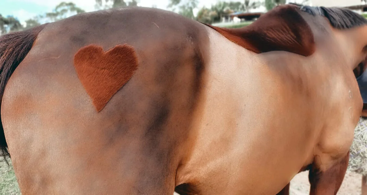 horse_clipped_heart.jpg