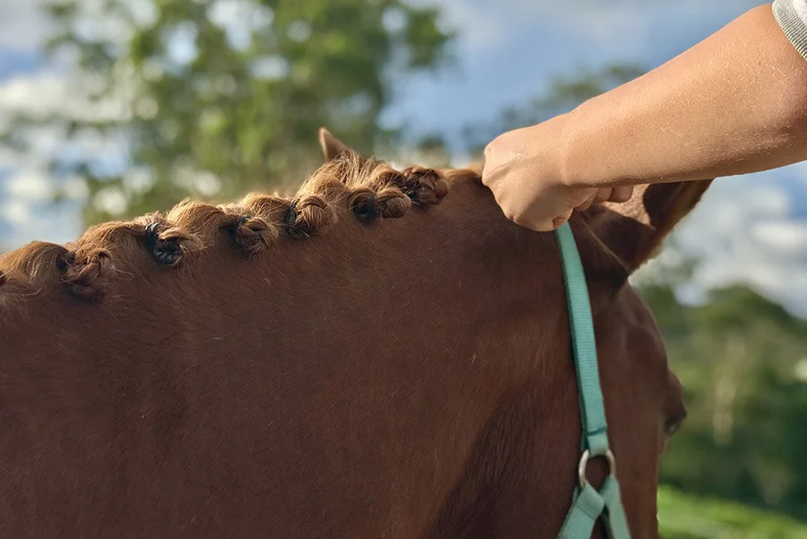 braiding_horse_900x600.jpg