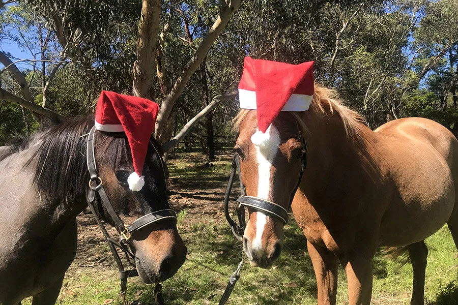 christmas_horses_900x600.jpg
