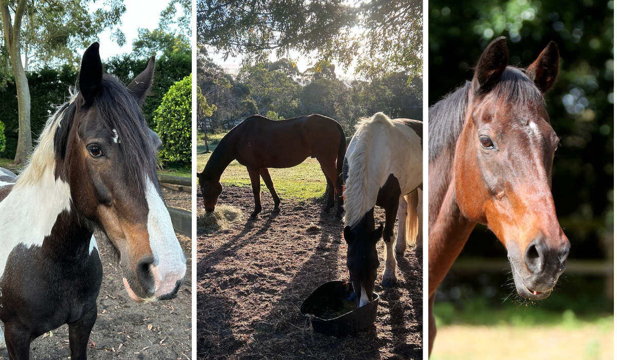 Farewell to Two Very Special Horses