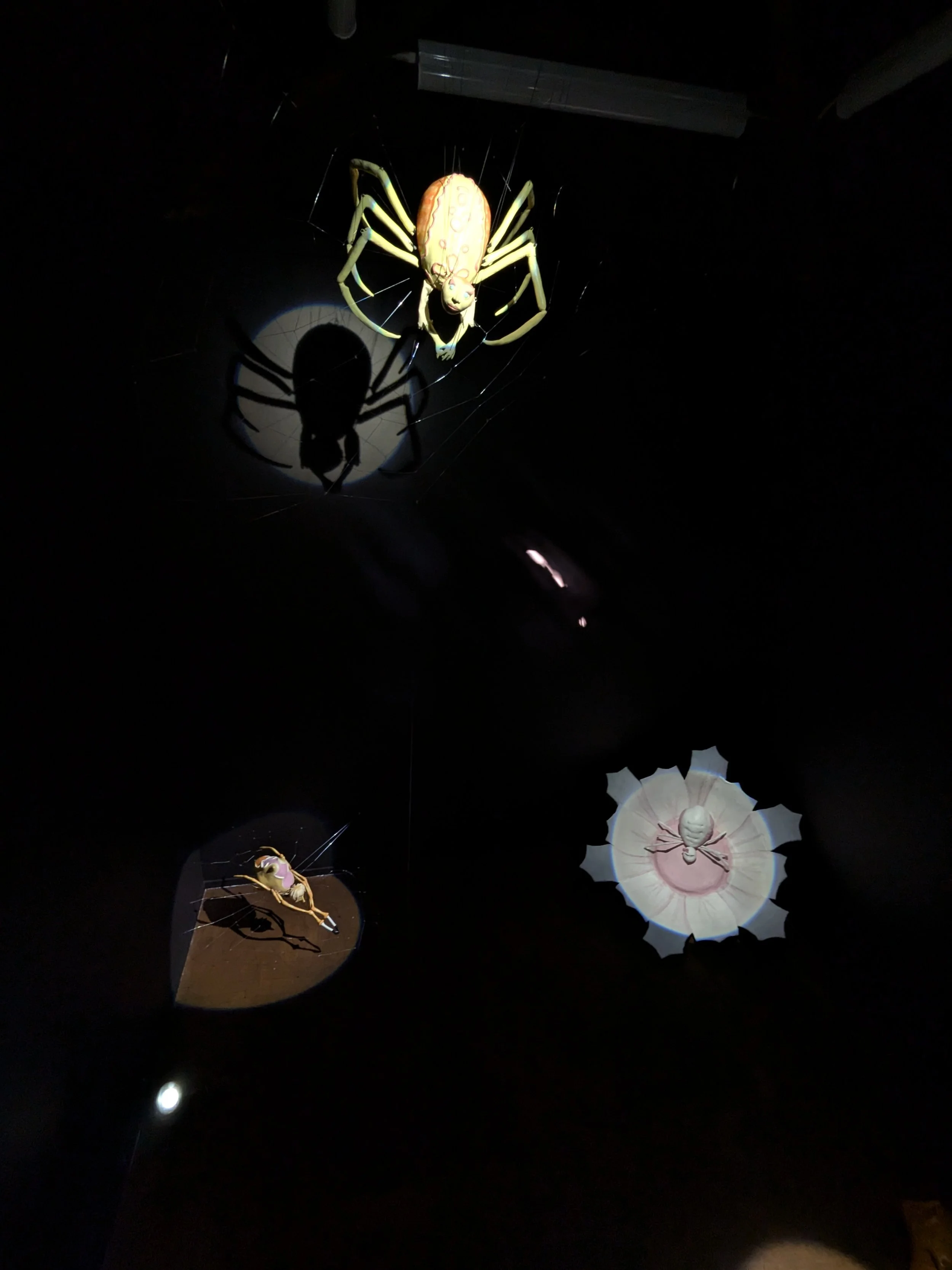 PXL_20241020_234511735.jpg