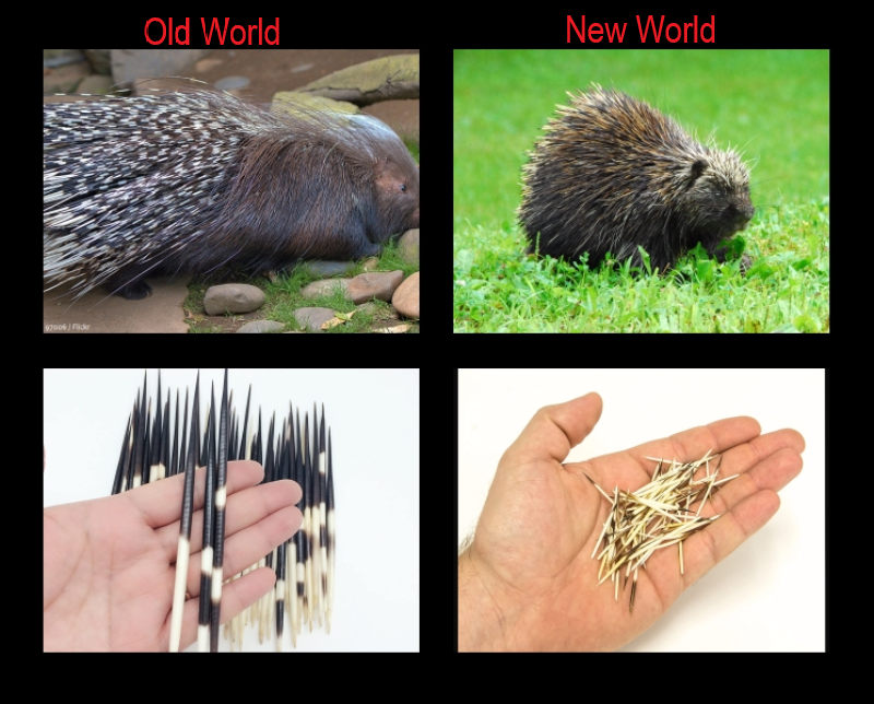 Ep4: How Porcupine Got Its Quills 
