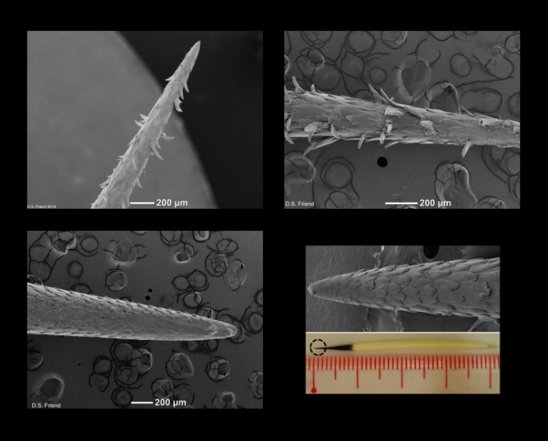 Porcupine Quills Barbs