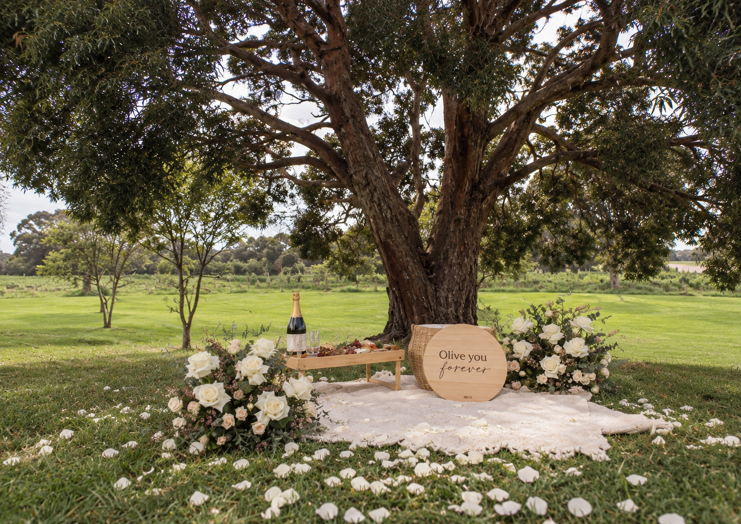 Beautiful large eucalyptus tree surrounded by lush green lawns, an idyllic outdoor proposal location in Melbourne for a romantic picnic setup.