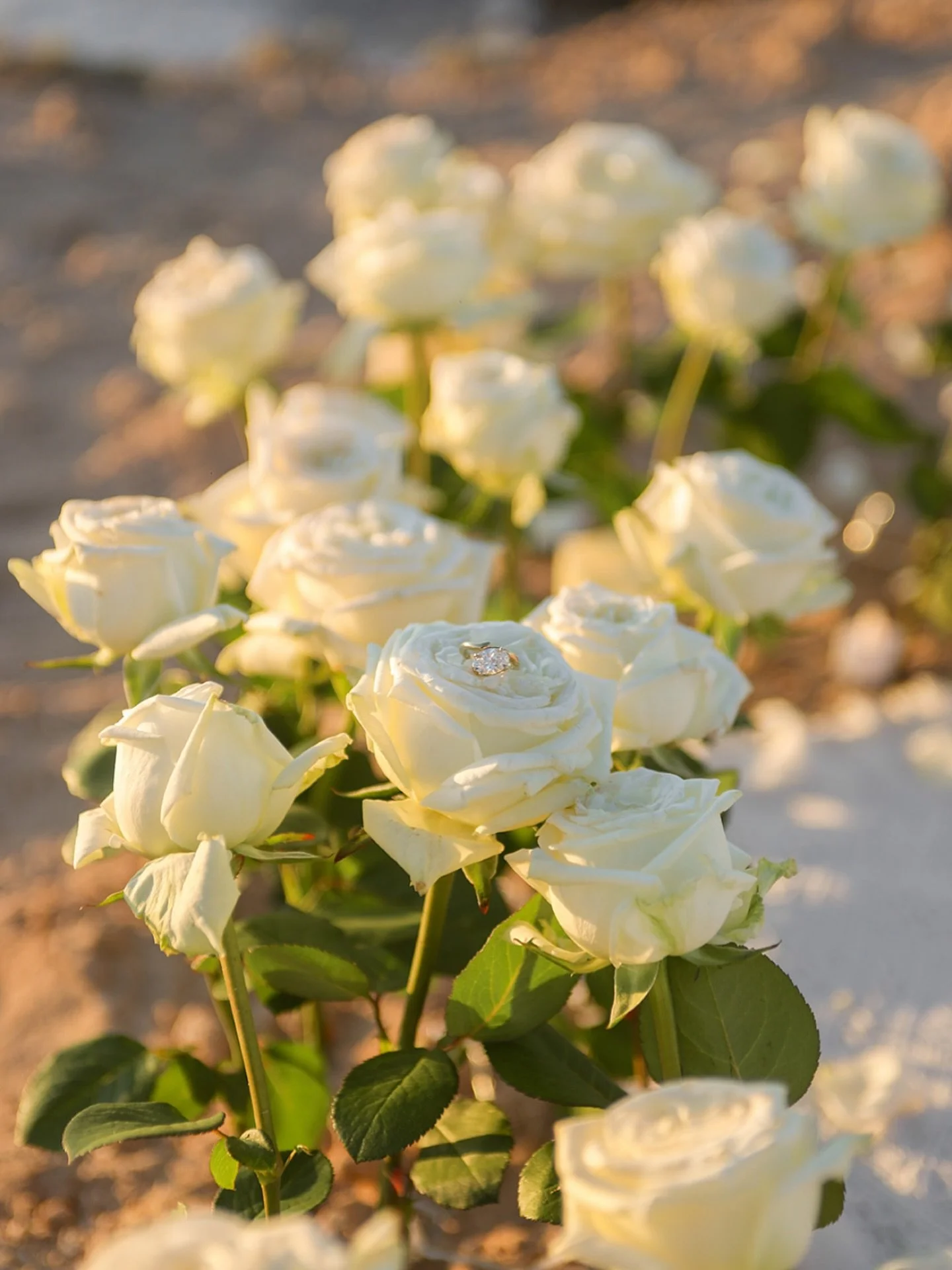 🌸 Sydney Florists! 🌸

We&rsquo;re on the lookout for a reliable and creative florist to collaborate with our Perfect Proposals Sydney team 💍

Think roses, floral arches &amp; luxe romantic setups &mdash; we need someone who can bring the magic to 