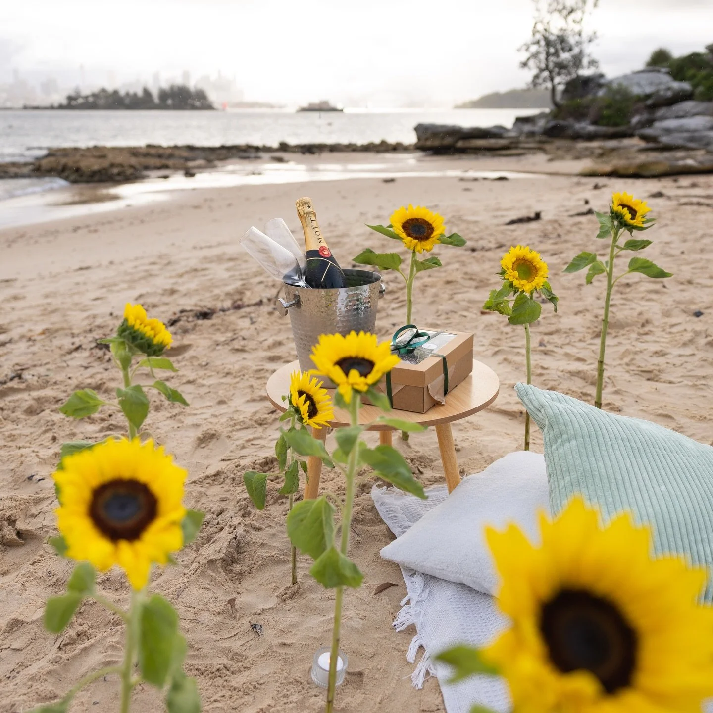 A sunflower kind of love 🌻