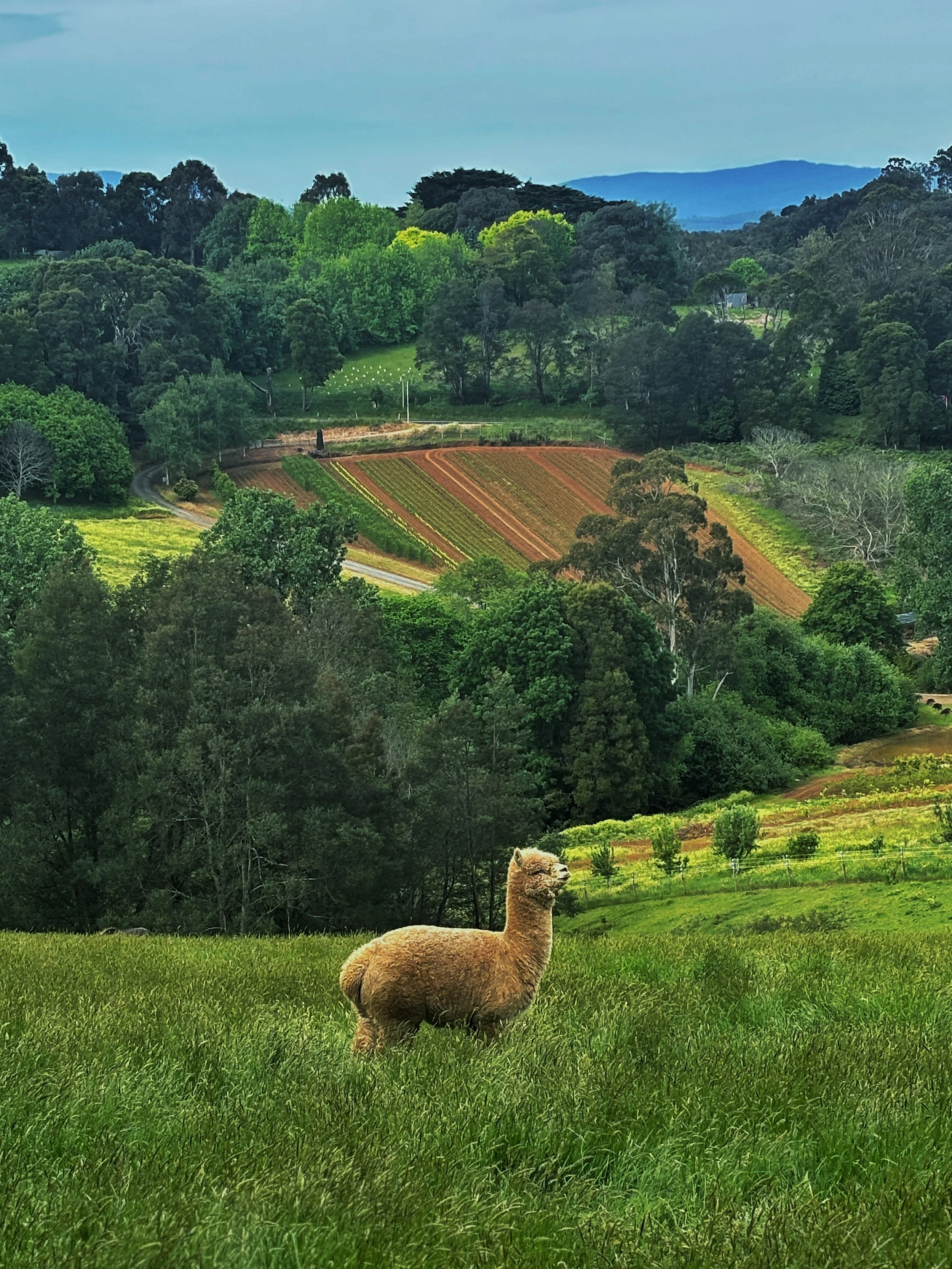 AlkiraAlpaca.JPG