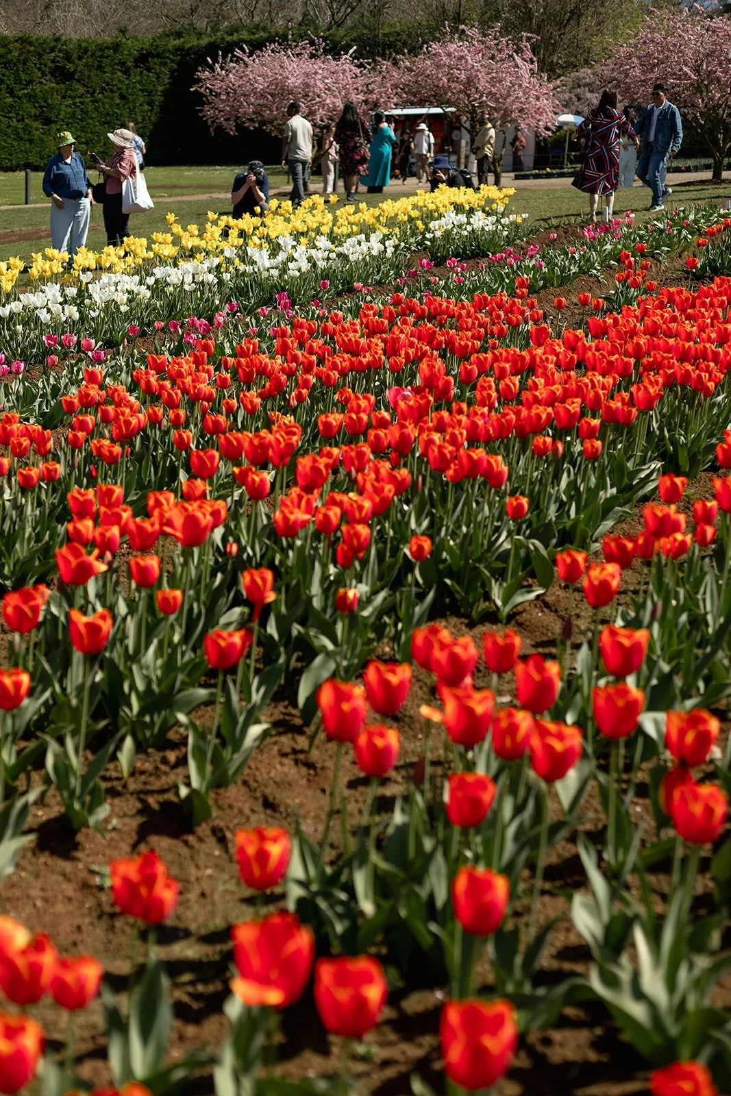 Tulip_Festival_Proposal4.jpg