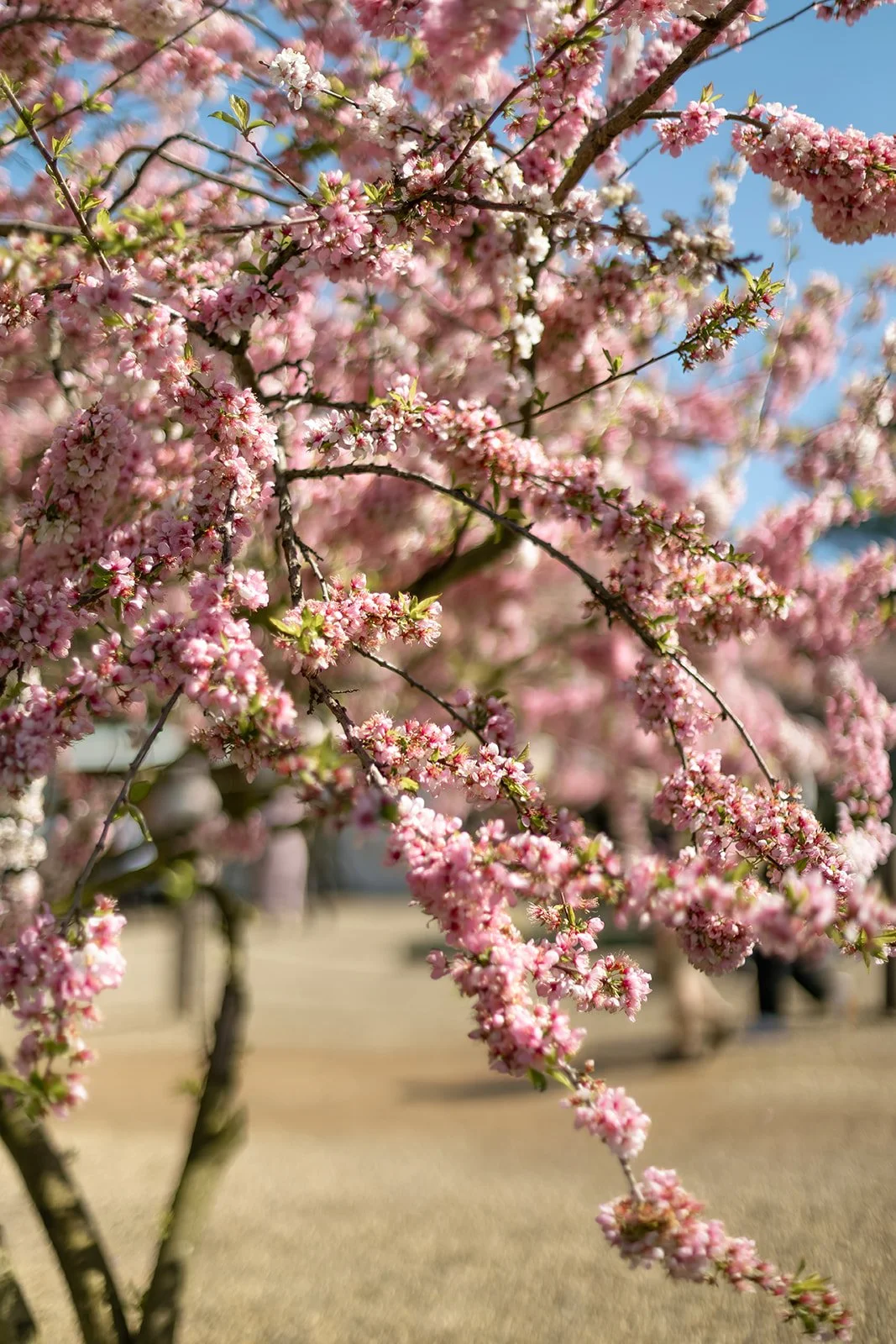 Tulip_Festival_Proposal3.jpg