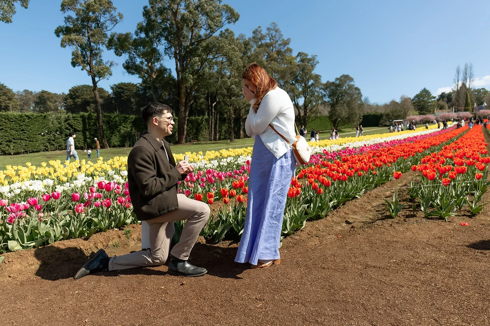 Melbourne proposal photographer capturing a surprise proposal at Tesselaar Tulip Festival