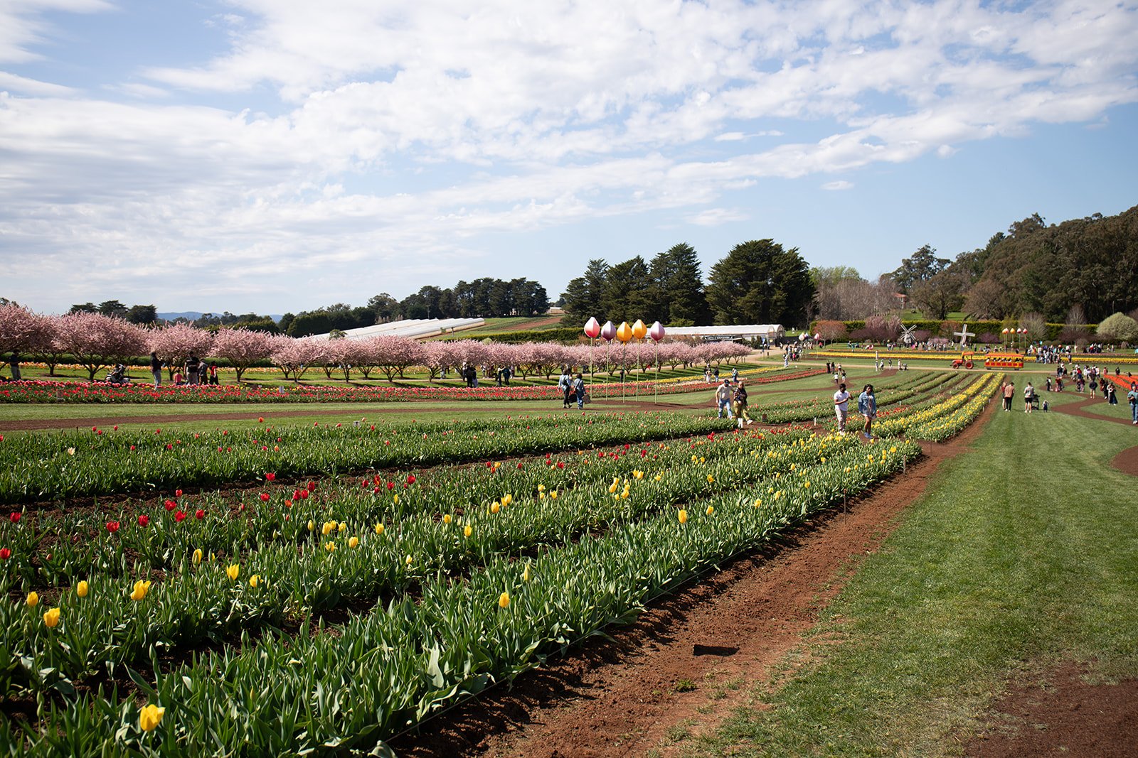 Melbourne proposal photography at Tesselaar Tulip Festival Silvan