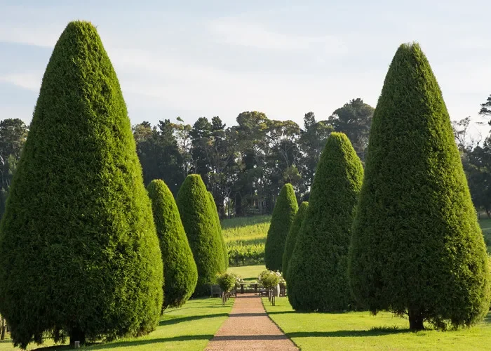 Luxury picnic proposal at Lancemore Lindenderry Red Hill surrounded by vineyards