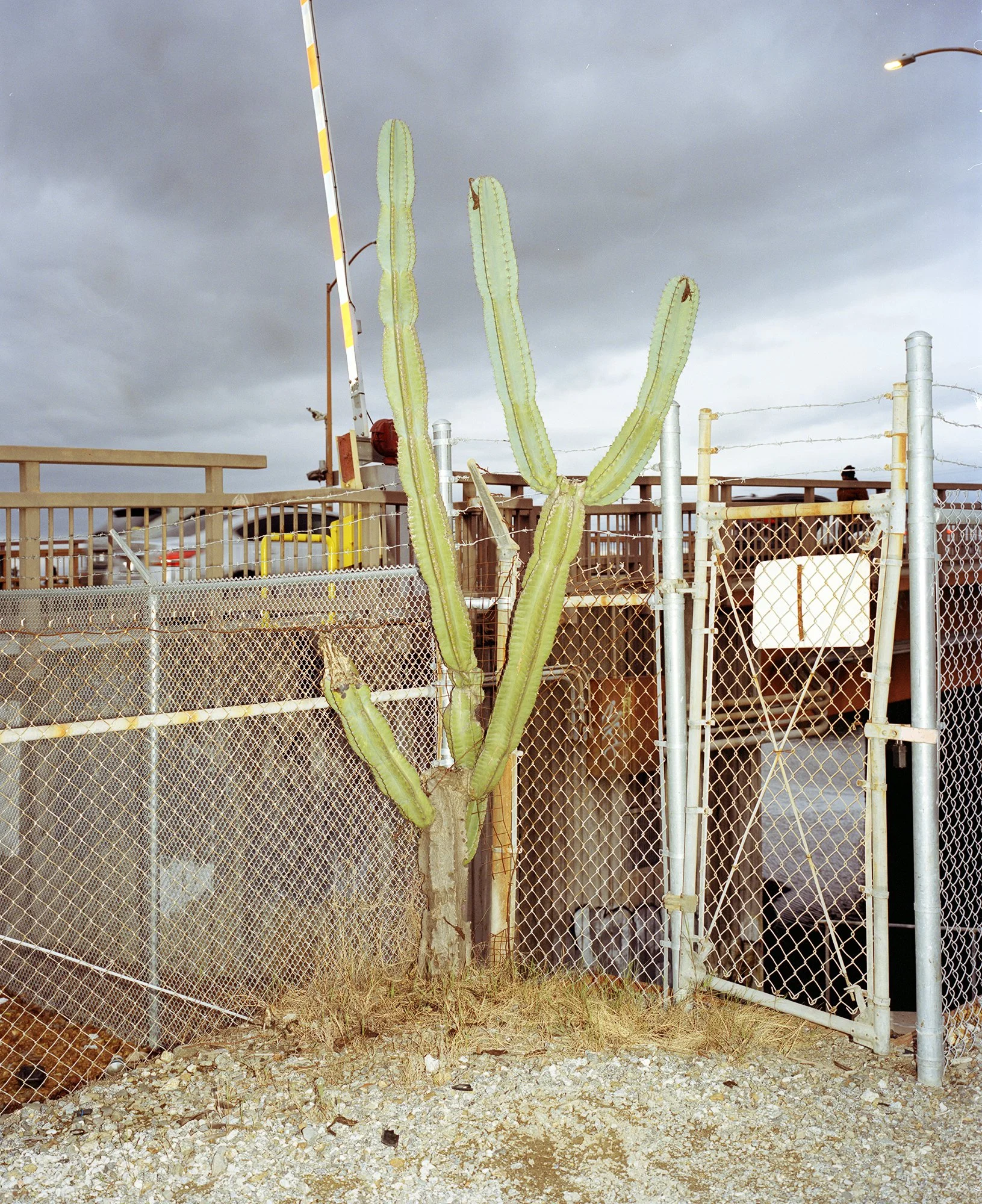 cacti 001.jpg