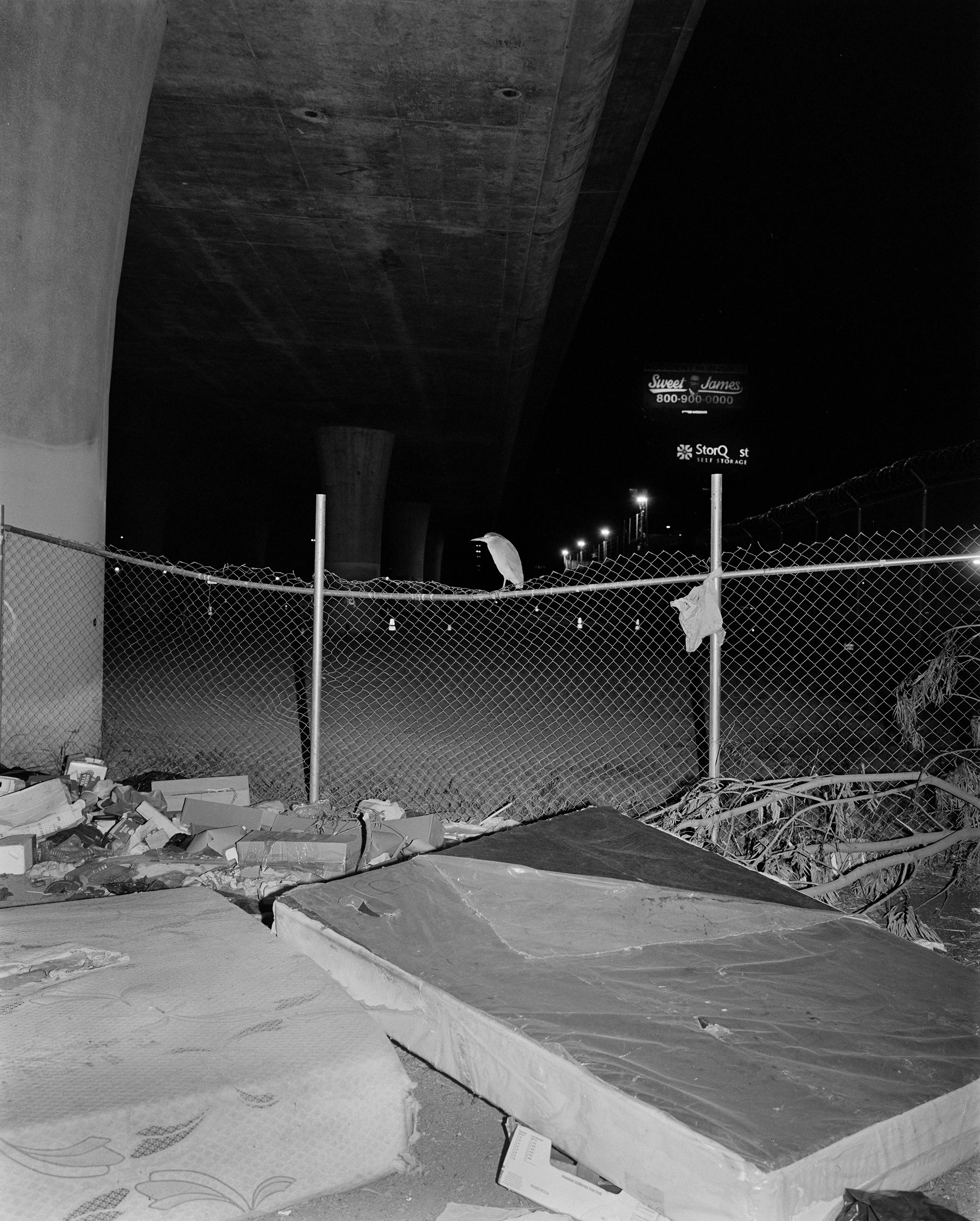 night_heron_fence.jpg