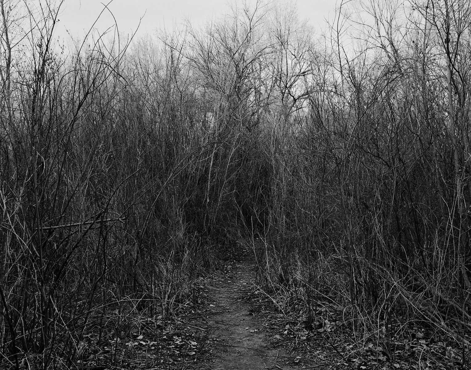 Thicket path copy.jpg