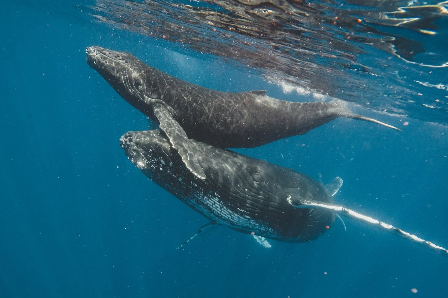 traveling less then I'm used to makes it that much more satisfying, but no matter how epic the trip, it always gives the perspective of how amazing home is ✨