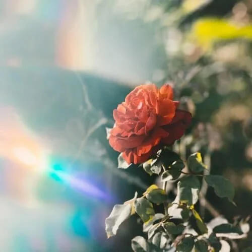 Overactive Crown Chakra