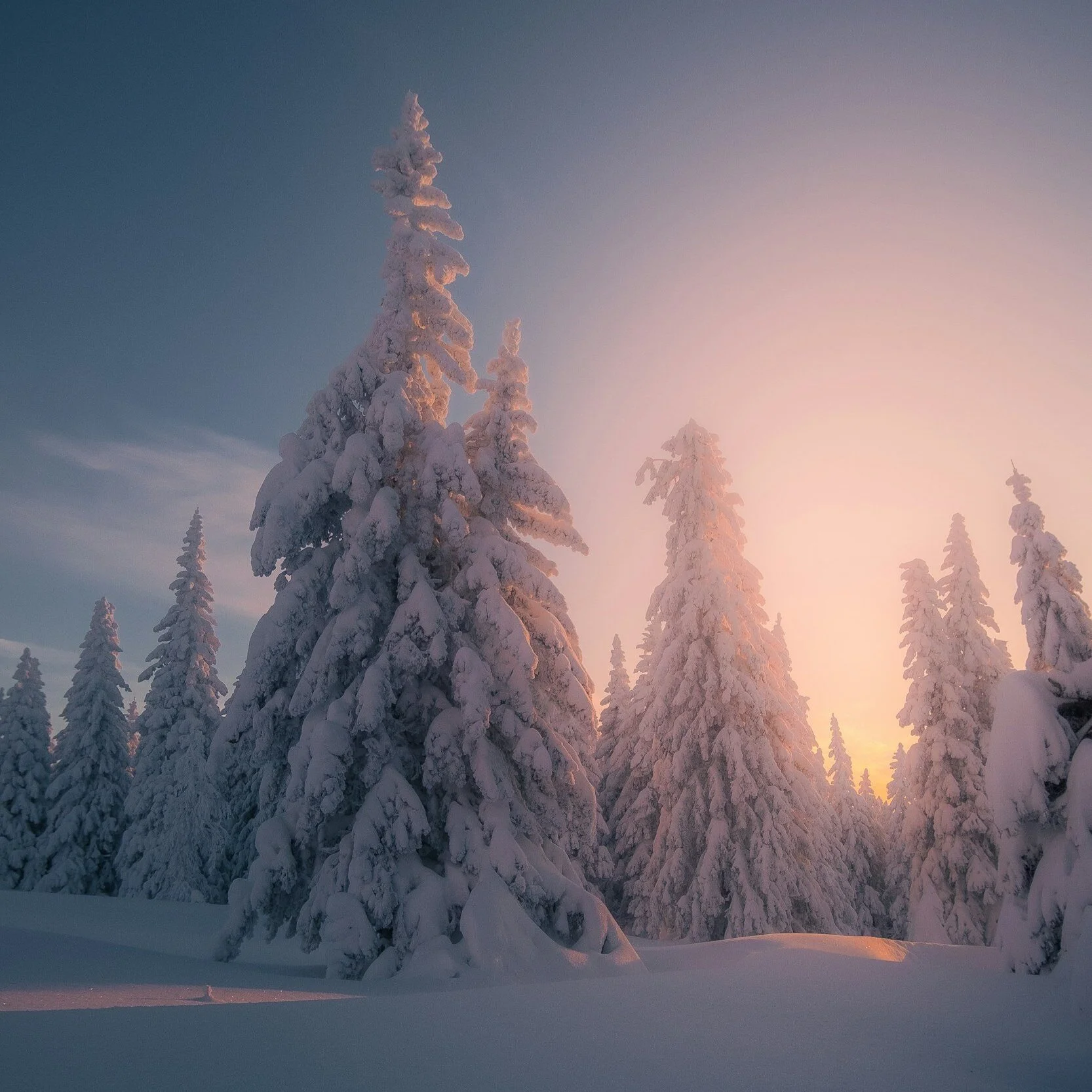 Energize Your Immune System: The Power of the Heart Chakra