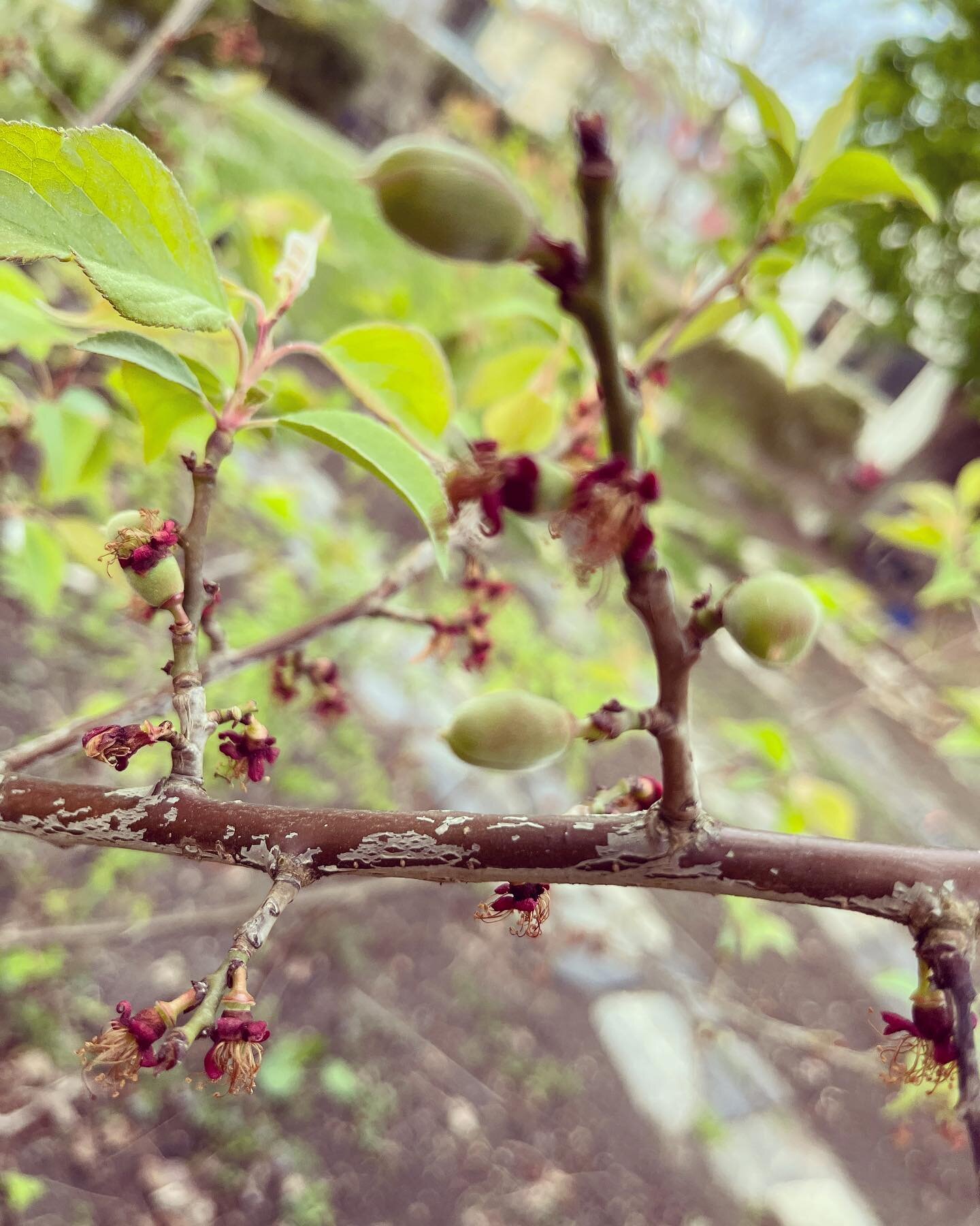 Baby Um&eacute;&hellip; I have nurtured this tree since it was a little twig and this year I am blessed with fruit 😍😊🙏🍈🍈🍈 FINALLY - now I need to decide what I will do with them &hellip; Um&eacute; Boshi? Um&eacute;shu? &hellip; 🤔
#nihon_mono_