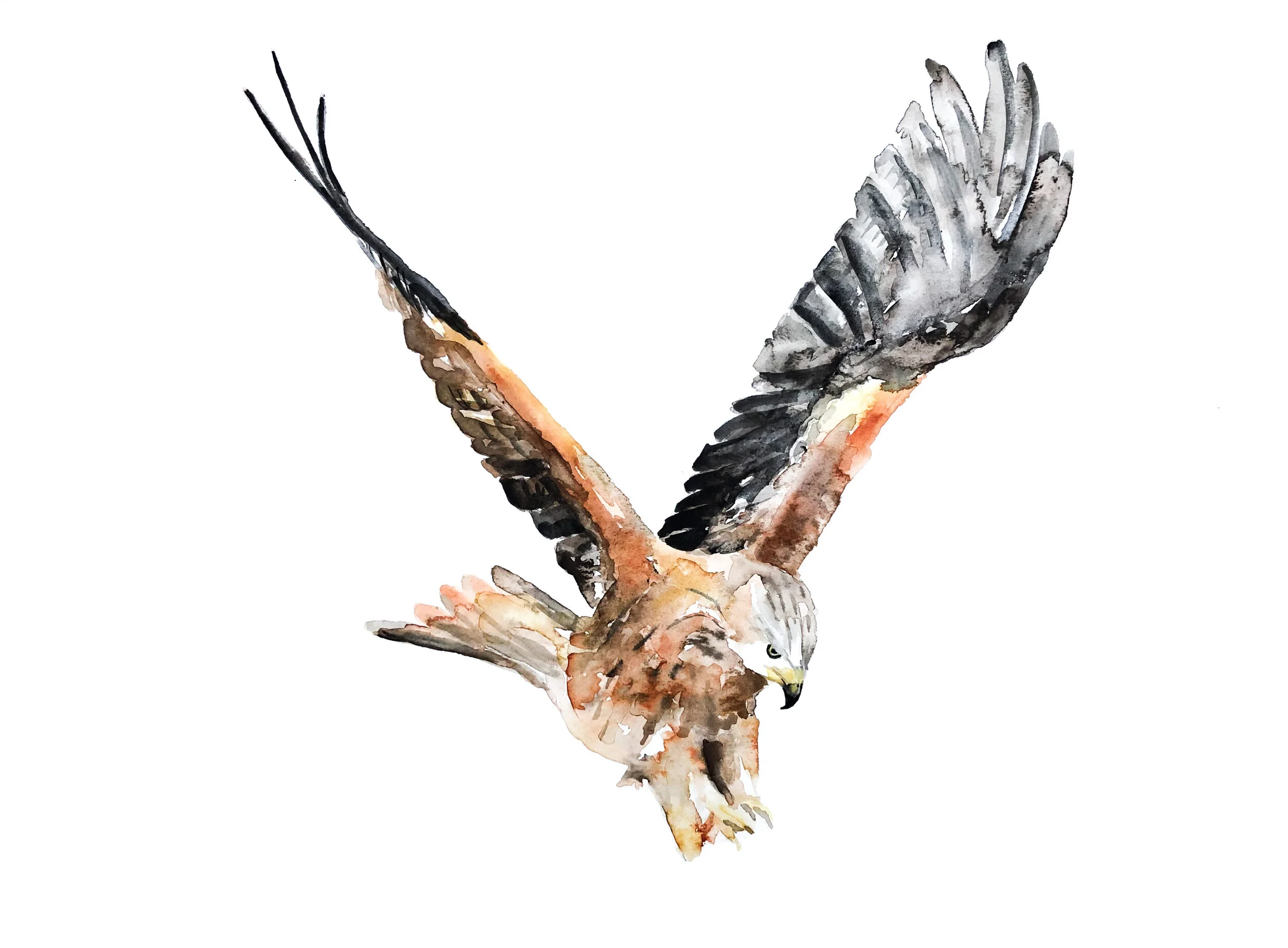 red kite.jpeg