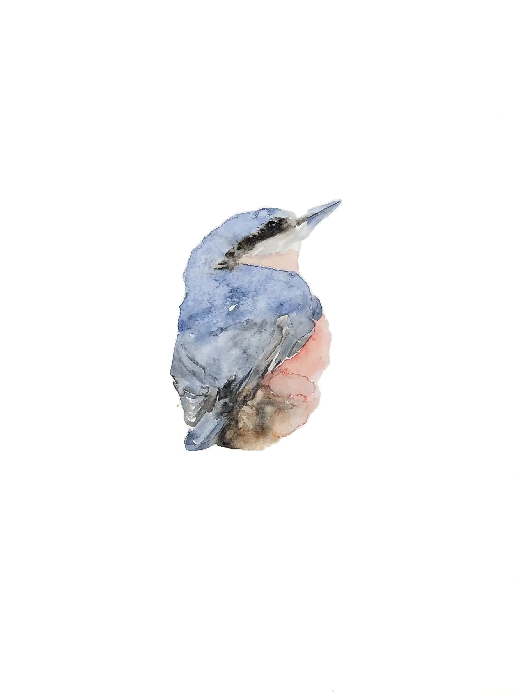 nuthatch.jpeg