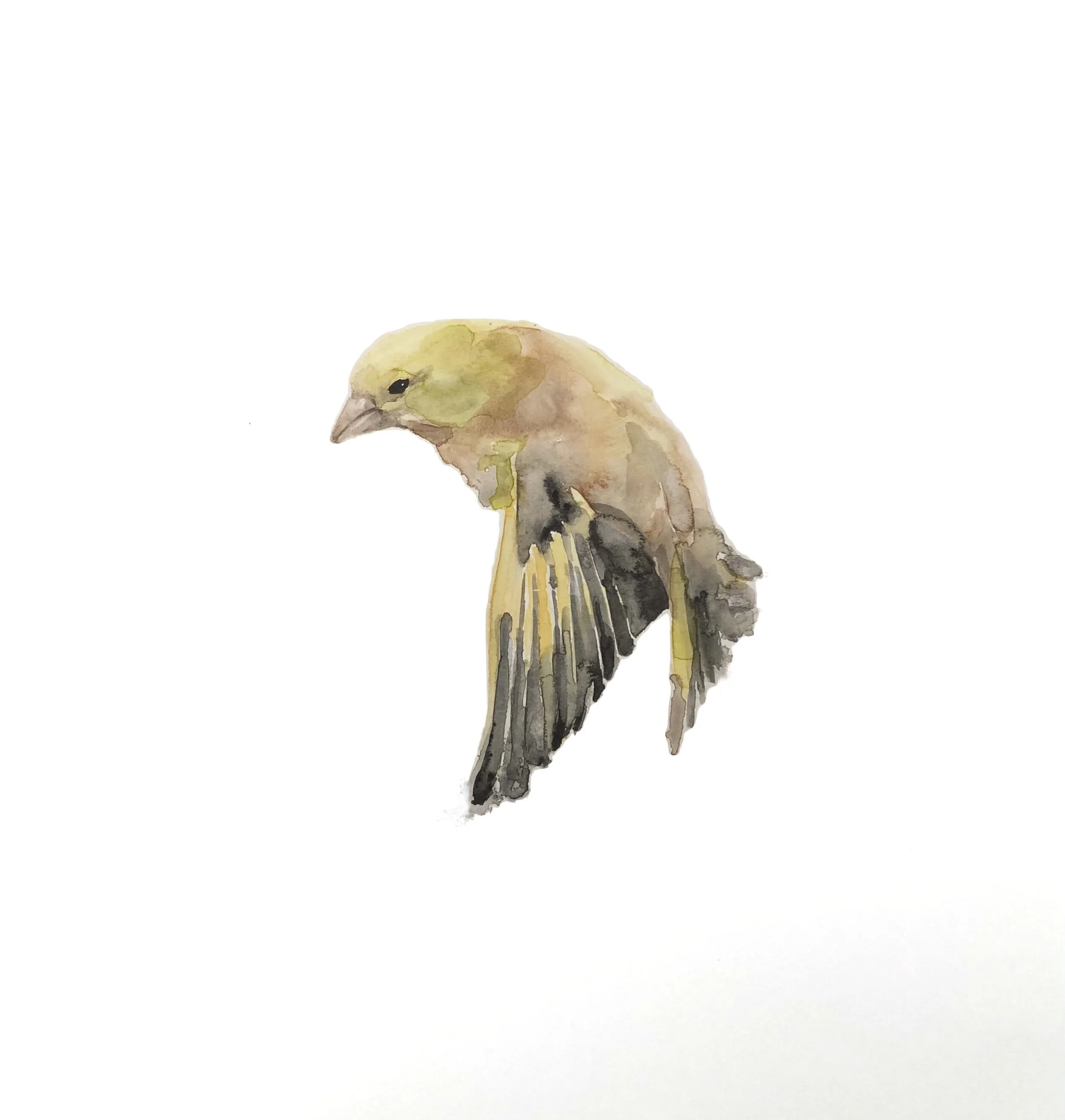 greenfinch.jpeg