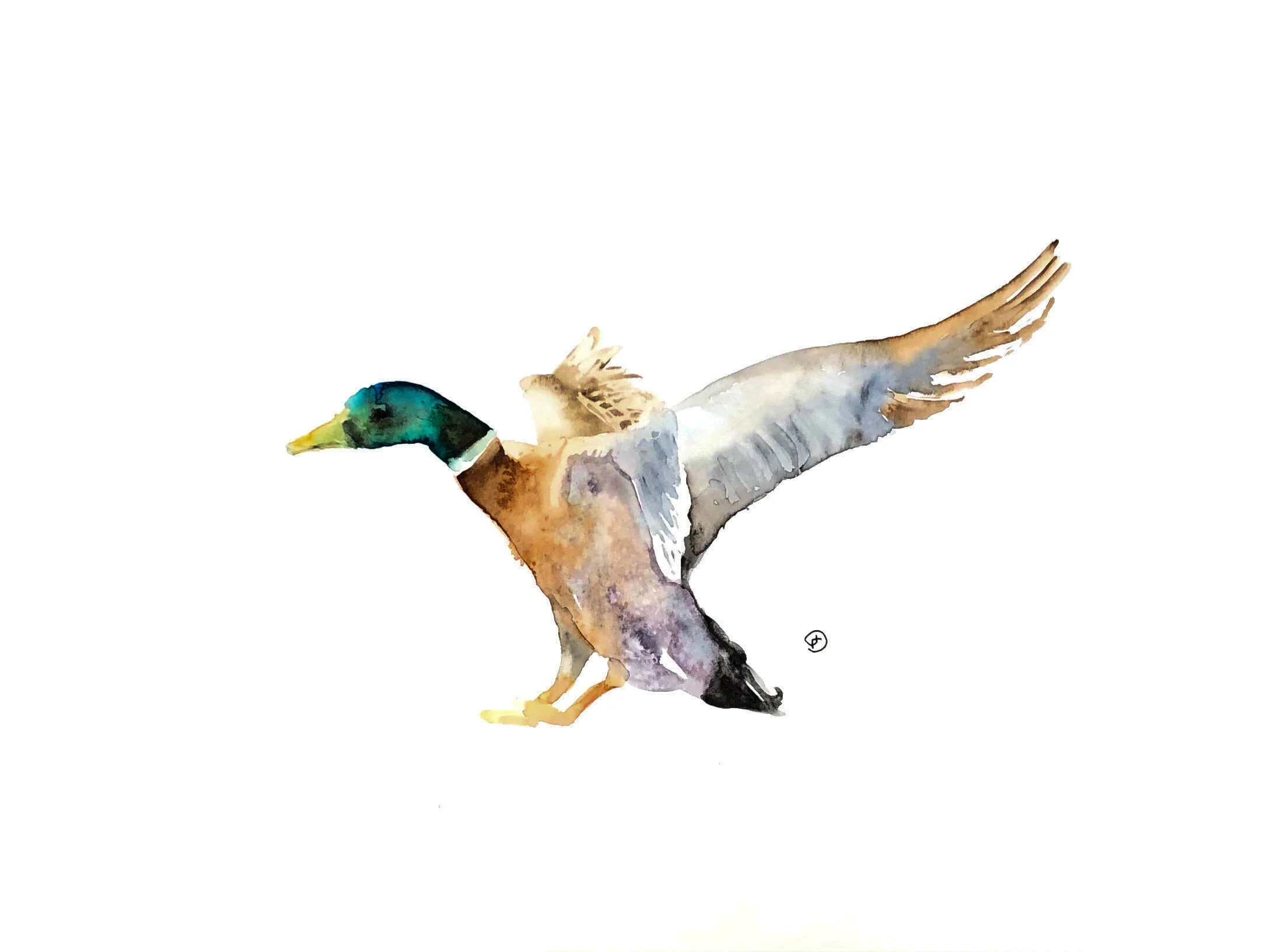 mallard.jpeg