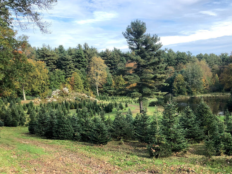 Sleighbell Tree Farm