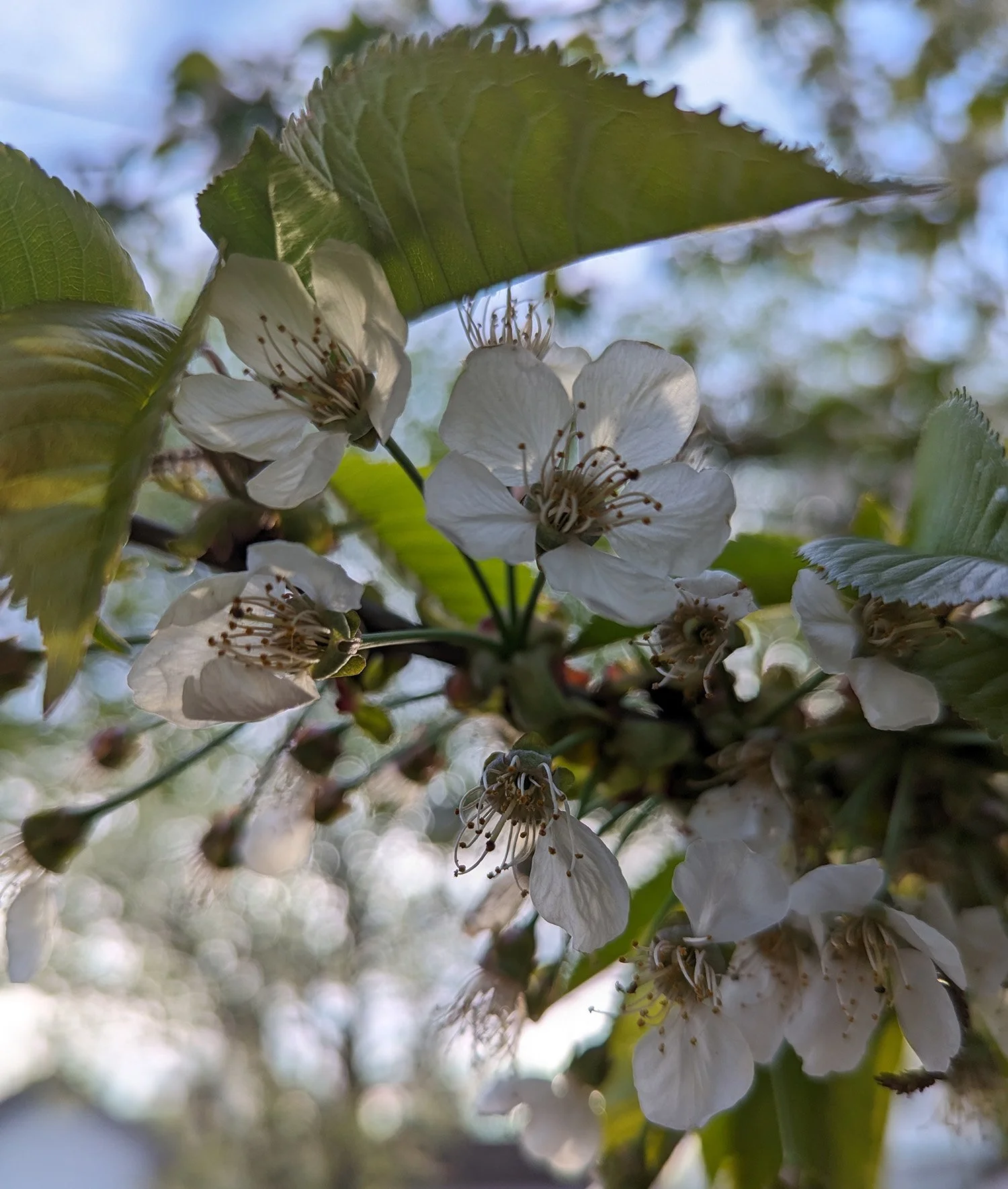 Cherry blossoms surrounding the High Park Pavilion designed by SOCA