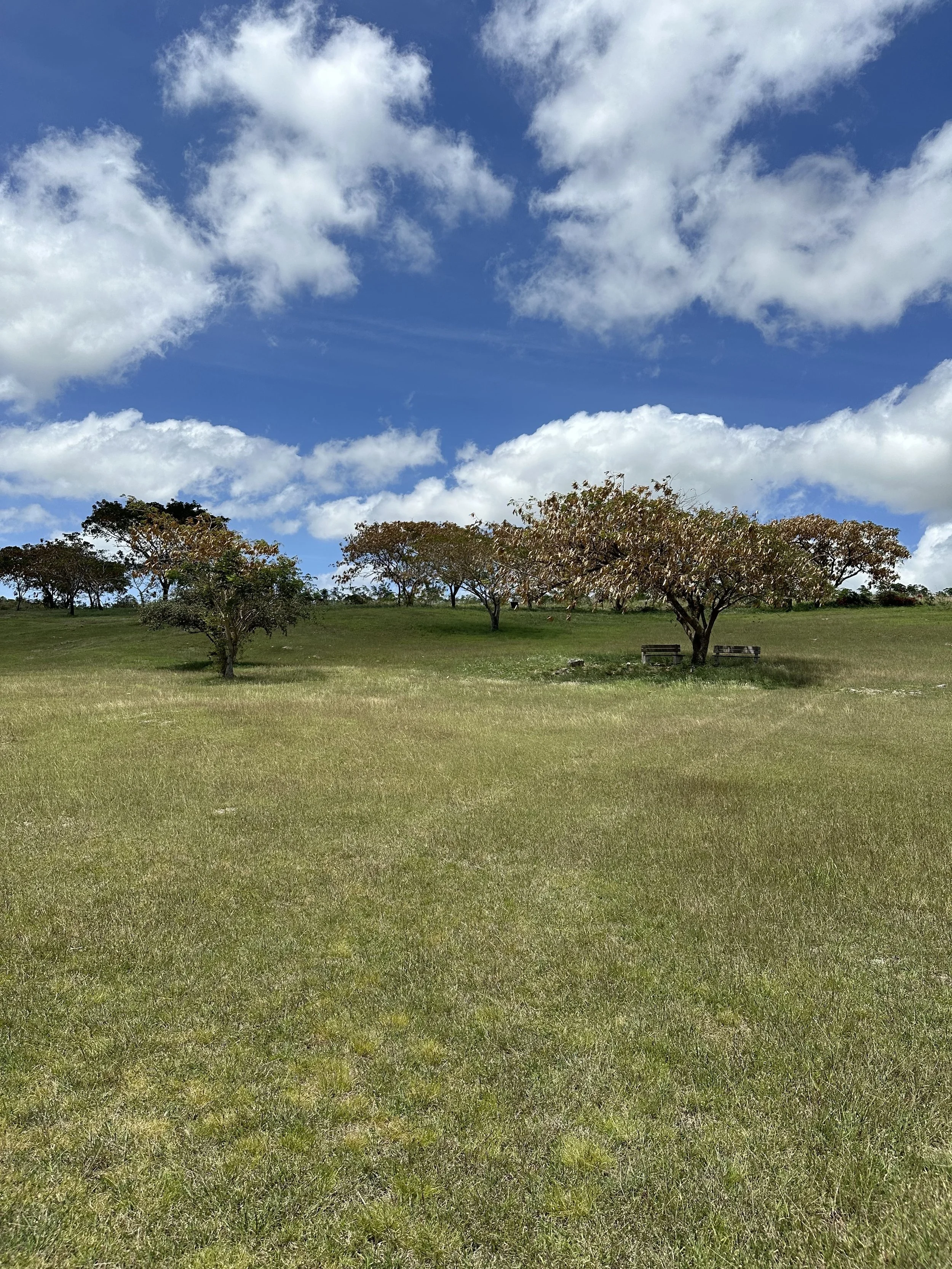 Image of the Newton Slave Burial Ground in Barbados for the Black Community Resilience Project developed by SOCA