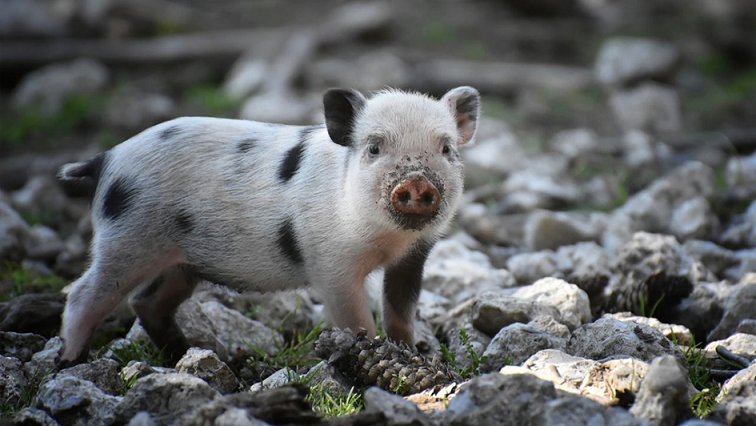 ISLAMOPHOBIA: GERMANY AND ITS PIGS