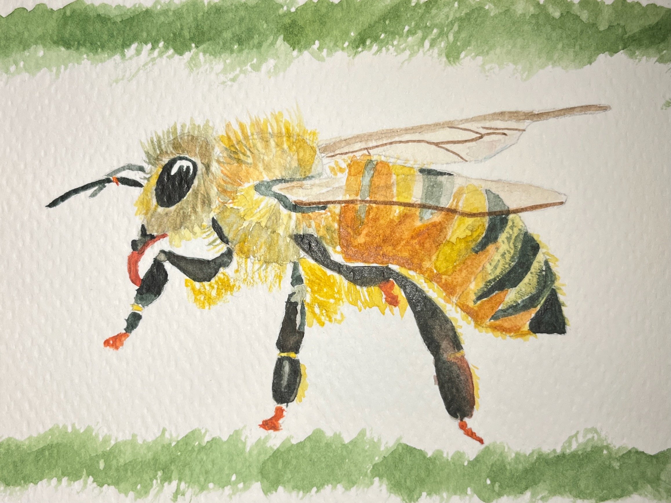 honeybee watercolor study