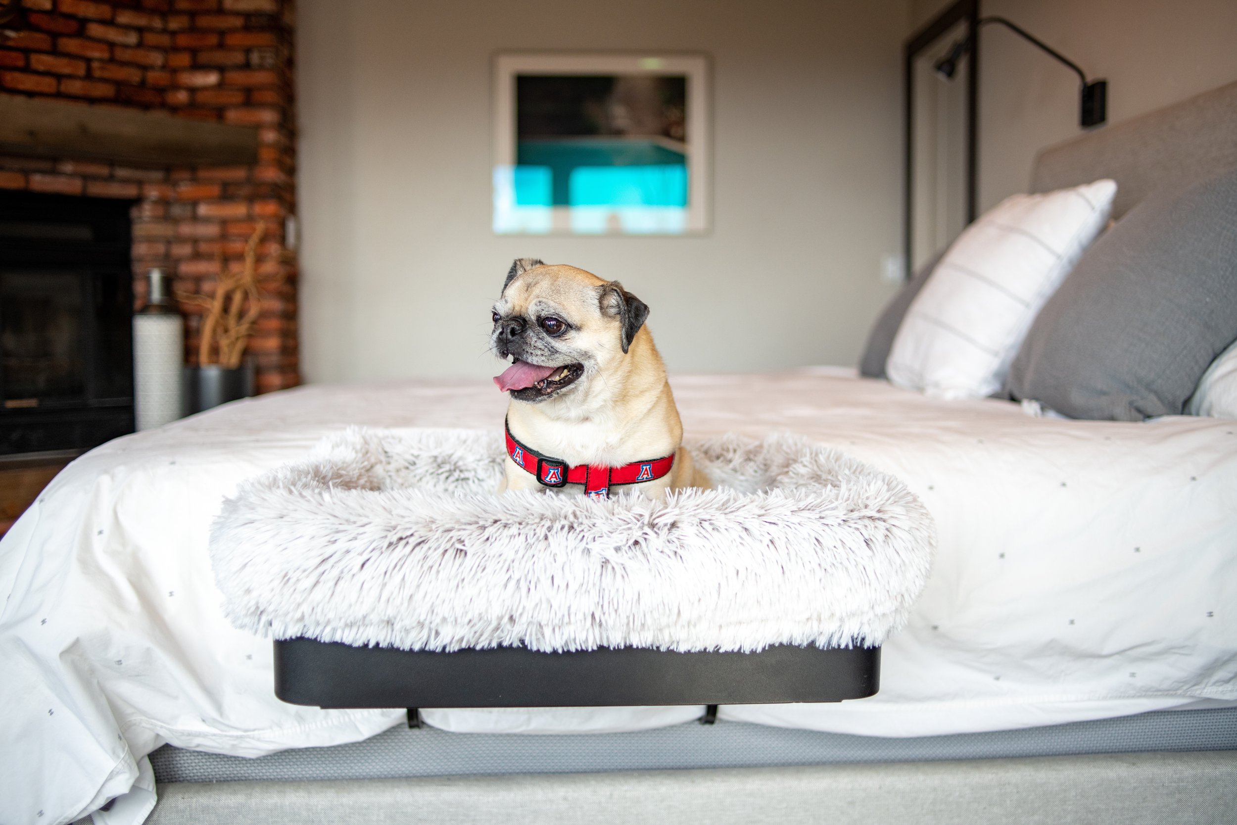 Double Built-In Dog Bed