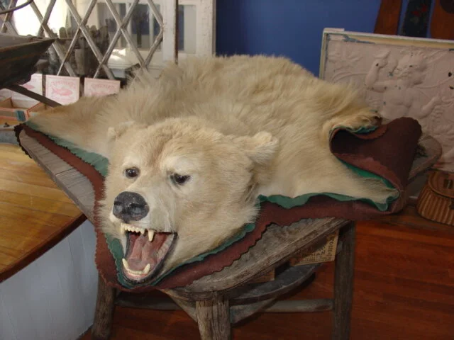 Beautiful Polar Bear Rug - circa 1910